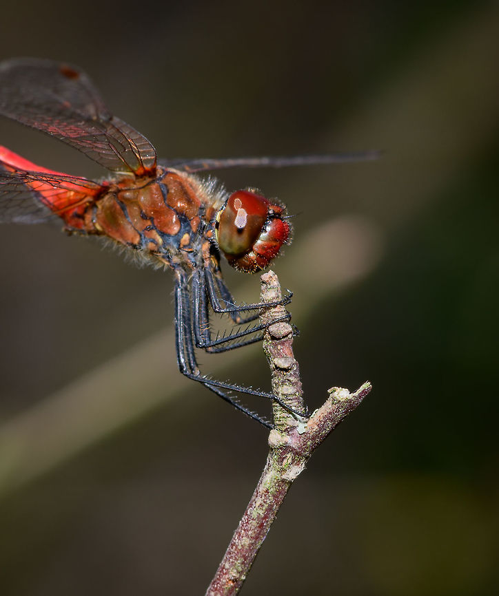 Ruddy Darter, adult male - side view, Uden, Netherlands Found in a dried out forest at the peak of summer, the hottest we&#039;ve seen in 3 centuries. One of the most common dragonflies in the Netherlands, named the &quot;Blood red Hay Dragonfly&quot;. As there are a few red dragonflies in the Netherlands, one identification characteristic is the all-black legs. When females disperse eggs into the water, the male guards her, in-flight, against approaching competing males. <br />
<br />
<figure class="photo"><a href="https://www.jungledragon.com/image/66890/ruddy_darter_adult_male_uden_netherlands.html" title="Ruddy Darter, adult male, Uden, Netherlands"><img src="https://s3.amazonaws.com/media.jungledragon.com/images/2/66890_thumb.jpg?AWSAccessKeyId=05GMT0V3GWVNE7GGM1R2&Expires=1767225610&Signature=Uea2KKJyVHBDEC%2Fb19ikypXUWhU%3D" width="200" height="144" alt="Ruddy Darter, adult male, Uden, Netherlands Found in a dried out forest at the peak of summer, the hottest we&#039;ve seen in 3 centuries. One of the most common dragonflies in the Netherlands, named the &quot;Blood red Hay Dragonfly&quot;. As there are a few red dragonflies in the Netherlands, one identification characteristic is the all-black legs. When females disperse eggs into the water, the male guards her, in-flight, against approaching competing males. <br />
<br />
https://www.jungledragon.com/image/66891/ruddy_darter_adult_male_-_side_view_uden_netherlands.html<br />
https://www.jungledragon.com/image/66893/ruddy_darter_adult_male_-_sunbathing_uden_netherlands.html<br />
https://www.jungledragon.com/image/66894/ruddy_darter_adult_male_-_front_view_uden_netherlands.html<br />
https://www.jungledragon.com/image/66895/ruddy_darter_adult_male_-_head_closeup_uden_netherlands.html<br />
 Europe,Netherlands,Ruddy Darter,Sympetrum sanguineum,Uden,World" /></a></figure><br />
<figure class="photo"><a href="https://www.jungledragon.com/image/66893/ruddy_darter_adult_male_-_sunbathing_uden_netherlands.html" title="Ruddy Darter, adult male - sunbathing, Uden, Netherlands"><img src="https://s3.amazonaws.com/media.jungledragon.com/images/2/66893_thumb.jpg?AWSAccessKeyId=05GMT0V3GWVNE7GGM1R2&Expires=1767225610&Signature=CBhD0SprRebexpmY7ZH2kA%2FSO5A%3D" width="200" height="164" alt="Ruddy Darter, adult male - sunbathing, Uden, Netherlands Found in a dried out forest at the peak of summer, the hottest we&#039;ve seen in 3 centuries. One of the most common dragonflies in the Netherlands, named the &quot;Blood red Hay Dragonfly&quot;. As there are a few red dragonflies in the Netherlands, one identification characteristic is the all-black legs. When females disperse eggs into the water, the male guards her, in-flight, against approaching competing males. <br />
<br />
https://www.jungledragon.com/image/66890/ruddy_darter_adult_male_uden_netherlands.html<br />
https://www.jungledragon.com/image/66891/ruddy_darter_adult_male_-_side_view_uden_netherlands.html<br />
https://www.jungledragon.com/image/66894/ruddy_darter_adult_male_-_front_view_uden_netherlands.html<br />
https://www.jungledragon.com/image/66895/ruddy_darter_adult_male_-_head_closeup_uden_netherlands.html<br />
 Europe,Netherlands,Ruddy Darter,Sympetrum sanguineum,Uden,World" /></a></figure><br />
<figure class="photo"><a href="https://www.jungledragon.com/image/66894/ruddy_darter_adult_male_-_front_view_uden_netherlands.html" title="Ruddy Darter, adult male - front view, Uden, Netherlands"><img src="https://s3.amazonaws.com/media.jungledragon.com/images/2/66894_thumb.jpg?AWSAccessKeyId=05GMT0V3GWVNE7GGM1R2&Expires=1767225610&Signature=jzq59Fo4cgErHt%2BAOP8Uox%2FY9DM%3D" width="200" height="114" alt="Ruddy Darter, adult male - front view, Uden, Netherlands Found in a dried out forest at the peak of summer, the hottest we&#039;ve seen in 3 centuries. One of the most common dragonflies in the Netherlands, named the &quot;Blood red Hay Dragonfly&quot;. As there are a few red dragonflies in the Netherlands, one identification characteristic is the all-black legs. When females disperse eggs into the water, the male guards her, in-flight, against approaching competing males. <br />
<br />
https://www.jungledragon.com/image/66890/ruddy_darter_adult_male_uden_netherlands.html<br />
https://www.jungledragon.com/image/66891/ruddy_darter_adult_male_-_side_view_uden_netherlands.html<br />
https://www.jungledragon.com/image/66893/ruddy_darter_adult_male_-_sunbathing_uden_netherlands.html<br />
https://www.jungledragon.com/image/66895/ruddy_darter_adult_male_-_head_closeup_uden_netherlands.html<br />
 Europe,Netherlands,Ruddy Darter,Sympetrum sanguineum,Uden,World" /></a></figure><br />
<figure class="photo"><a href="https://www.jungledragon.com/image/66895/ruddy_darter_adult_male_-_head_closeup_uden_netherlands.html" title="Ruddy Darter, adult male - head closeup, Uden, Netherlands"><img src="https://s3.amazonaws.com/media.jungledragon.com/images/2/66895_thumb.jpg?AWSAccessKeyId=05GMT0V3GWVNE7GGM1R2&Expires=1767225610&Signature=evMSgoo0sqKSPmKQJlNVEqr2w84%3D" width="200" height="172" alt="Ruddy Darter, adult male - head closeup, Uden, Netherlands Found in a dried out forest at the peak of summer, the hottest we&#039;ve seen in 3 centuries. One of the most common dragonflies in the Netherlands, named the &quot;Blood red Hay Dragonfly&quot;. As there are a few red dragonflies in the Netherlands, one identification characteristic is the all-black legs. When females disperse eggs into the water, the male guards her, in-flight, against approaching competing males. <br />
<br />
https://www.jungledragon.com/image/66890/ruddy_darter_adult_male_uden_netherlands.html<br />
https://www.jungledragon.com/image/66891/ruddy_darter_adult_male_-_side_view_uden_netherlands.html<br />
https://www.jungledragon.com/image/66893/ruddy_darter_adult_male_-_sunbathing_uden_netherlands.html<br />
https://www.jungledragon.com/image/66894/ruddy_darter_adult_male_-_front_view_uden_netherlands.html<br />
 Europe,Netherlands,Ruddy Darter,Sympetrum sanguineum,Uden,World" /></a></figure><br />
 Europe,Netherlands,Ruddy Darter,Sympetrum sanguineum,Uden,World