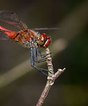 Ruddy Darter, adult male - side view, Uden, Netherlands Found in a dried out forest at the peak of summer, the hottest we've seen in 3 centuries. One of the most common dragonflies in the Netherlands, named the "Blood red Hay Dragonfly". As there are a few red dragonflies in the Netherlands, one identification characteristic is the all-black legs. When females disperse eggs into the water, the male guards her, in-flight, against approaching competing males. <br />
<br />
https://www.jungledragon.com/image/66890/ruddy_darter_adult_male_uden_netherlands.html<br />
https://www.jungledragon.com/image/66893/ruddy_darter_adult_male_-_sunbathing_uden_netherlands.html<br />
https://www.jungledragon.com/image/66894/ruddy_darter_adult_male_-_front_view_uden_netherlands.html<br />
https://www.jungledragon.com/image/66895/ruddy_darter_adult_male_-_head_closeup_uden_netherlands.html<br />
 Europe,Netherlands,Ruddy Darter,Sympetrum sanguineum,Uden,World