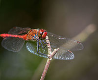 Ruddy Darter, adult male - sunbathing, Uden, Netherlands Found in a dried out forest at the peak of summer, the hottest we've seen in 3 centuries. One of the most common dragonflies in the Netherlands, named the "Blood red Hay Dragonfly". As there are a few red dragonflies in the Netherlands, one identification characteristic is the all-black legs. When females disperse eggs into the water, the male guards her, in-flight, against approaching competing males. <br />
<br />
https://www.jungledragon.com/image/66890/ruddy_darter_adult_male_uden_netherlands.html<br />
https://www.jungledragon.com/image/66891/ruddy_darter_adult_male_-_side_view_uden_netherlands.html<br />
https://www.jungledragon.com/image/66894/ruddy_darter_adult_male_-_front_view_uden_netherlands.html<br />
https://www.jungledragon.com/image/66895/ruddy_darter_adult_male_-_head_closeup_uden_netherlands.html<br />
 Europe,Netherlands,Ruddy Darter,Sympetrum sanguineum,Uden,World