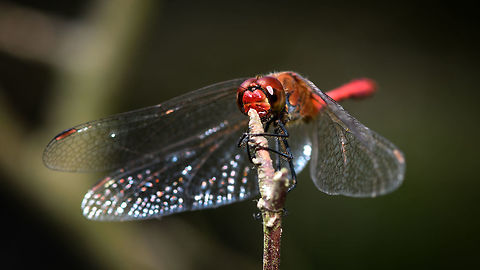 Ruddy Darter, adult male - front view, Uden, Netherlands Found in a dried out forest at the peak of summer, the hottest we've seen in 3 centuries. One of the most common dragonflies in the Netherlands, named the "Blood red Hay Dragonfly". As there are a few red dragonflies in the Netherlands, one identification characteristic is the all-black legs. When females disperse eggs into the water, the male guards her, in-flight, against approaching competing males. 

https://www.jungledragon.com/image/66890/ruddy_darter_adult_male_uden_netherlands.html
https://www.jungledragon.com/image/66891/ruddy_darter_adult_male_-_side_view_uden_netherlands.html
https://www.jungledragon.com/image/66893/ruddy_darter_adult_male_-_sunbathing_uden_netherlands.html
https://www.jungledragon.com/image/66895/ruddy_darter_adult_male_-_head_closeup_uden_netherlands.html
 Europe,Netherlands,Ruddy Darter,Sympetrum sanguineum,Uden,World