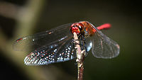 Ruddy Darter, adult male - front view, Uden, Netherlands Found in a dried out forest at the peak of summer, the hottest we've seen in 3 centuries. One of the most common dragonflies in the Netherlands, named the "Blood red Hay Dragonfly". As there are a few red dragonflies in the Netherlands, one identification characteristic is the all-black legs. When females disperse eggs into the water, the male guards her, in-flight, against approaching competing males. <br />
<br />
https://www.jungledragon.com/image/66890/ruddy_darter_adult_male_uden_netherlands.html<br />
https://www.jungledragon.com/image/66891/ruddy_darter_adult_male_-_side_view_uden_netherlands.html<br />
https://www.jungledragon.com/image/66893/ruddy_darter_adult_male_-_sunbathing_uden_netherlands.html<br />
https://www.jungledragon.com/image/66895/ruddy_darter_adult_male_-_head_closeup_uden_netherlands.html<br />
 Europe,Netherlands,Ruddy Darter,Sympetrum sanguineum,Uden,World