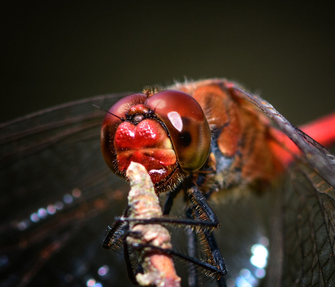 Ruddy Darter, adult male - head closeup, Uden, Netherlands Found in a dried out forest at the peak of summer, the hottest we&#039;ve seen in 3 centuries. One of the most common dragonflies in the Netherlands, named the &quot;Blood red Hay Dragonfly&quot;. As there are a few red dragonflies in the Netherlands, one identification characteristic is the all-black legs. When females disperse eggs into the water, the male guards her, in-flight, against approaching competing males. <br />
<br />
<figure class="photo"><a href="https://www.jungledragon.com/image/66890/ruddy_darter_adult_male_uden_netherlands.html" title="Ruddy Darter, adult male, Uden, Netherlands"><img src="https://s3.amazonaws.com/media.jungledragon.com/images/2/66890_thumb.jpg?AWSAccessKeyId=05GMT0V3GWVNE7GGM1R2&Expires=1767225610&Signature=Uea2KKJyVHBDEC%2Fb19ikypXUWhU%3D" width="200" height="144" alt="Ruddy Darter, adult male, Uden, Netherlands Found in a dried out forest at the peak of summer, the hottest we&#039;ve seen in 3 centuries. One of the most common dragonflies in the Netherlands, named the &quot;Blood red Hay Dragonfly&quot;. As there are a few red dragonflies in the Netherlands, one identification characteristic is the all-black legs. When females disperse eggs into the water, the male guards her, in-flight, against approaching competing males. <br />
<br />
https://www.jungledragon.com/image/66891/ruddy_darter_adult_male_-_side_view_uden_netherlands.html<br />
https://www.jungledragon.com/image/66893/ruddy_darter_adult_male_-_sunbathing_uden_netherlands.html<br />
https://www.jungledragon.com/image/66894/ruddy_darter_adult_male_-_front_view_uden_netherlands.html<br />
https://www.jungledragon.com/image/66895/ruddy_darter_adult_male_-_head_closeup_uden_netherlands.html<br />
 Europe,Netherlands,Ruddy Darter,Sympetrum sanguineum,Uden,World" /></a></figure><br />
<figure class="photo"><a href="https://www.jungledragon.com/image/66891/ruddy_darter_adult_male_-_side_view_uden_netherlands.html" title="Ruddy Darter, adult male - side view, Uden, Netherlands"><img src="https://s3.amazonaws.com/media.jungledragon.com/images/2/66891_thumb.jpg?AWSAccessKeyId=05GMT0V3GWVNE7GGM1R2&Expires=1767225610&Signature=q76wXqMHCfcP7OK9uZfpYtjblpM%3D" width="128" height="152" alt="Ruddy Darter, adult male - side view, Uden, Netherlands Found in a dried out forest at the peak of summer, the hottest we&#039;ve seen in 3 centuries. One of the most common dragonflies in the Netherlands, named the &quot;Blood red Hay Dragonfly&quot;. As there are a few red dragonflies in the Netherlands, one identification characteristic is the all-black legs. When females disperse eggs into the water, the male guards her, in-flight, against approaching competing males. <br />
<br />
https://www.jungledragon.com/image/66890/ruddy_darter_adult_male_uden_netherlands.html<br />
https://www.jungledragon.com/image/66893/ruddy_darter_adult_male_-_sunbathing_uden_netherlands.html<br />
https://www.jungledragon.com/image/66894/ruddy_darter_adult_male_-_front_view_uden_netherlands.html<br />
https://www.jungledragon.com/image/66895/ruddy_darter_adult_male_-_head_closeup_uden_netherlands.html<br />
 Europe,Netherlands,Ruddy Darter,Sympetrum sanguineum,Uden,World" /></a></figure><br />
<figure class="photo"><a href="https://www.jungledragon.com/image/66893/ruddy_darter_adult_male_-_sunbathing_uden_netherlands.html" title="Ruddy Darter, adult male - sunbathing, Uden, Netherlands"><img src="https://s3.amazonaws.com/media.jungledragon.com/images/2/66893_thumb.jpg?AWSAccessKeyId=05GMT0V3GWVNE7GGM1R2&Expires=1767225610&Signature=CBhD0SprRebexpmY7ZH2kA%2FSO5A%3D" width="200" height="164" alt="Ruddy Darter, adult male - sunbathing, Uden, Netherlands Found in a dried out forest at the peak of summer, the hottest we&#039;ve seen in 3 centuries. One of the most common dragonflies in the Netherlands, named the &quot;Blood red Hay Dragonfly&quot;. As there are a few red dragonflies in the Netherlands, one identification characteristic is the all-black legs. When females disperse eggs into the water, the male guards her, in-flight, against approaching competing males. <br />
<br />
https://www.jungledragon.com/image/66890/ruddy_darter_adult_male_uden_netherlands.html<br />
https://www.jungledragon.com/image/66891/ruddy_darter_adult_male_-_side_view_uden_netherlands.html<br />
https://www.jungledragon.com/image/66894/ruddy_darter_adult_male_-_front_view_uden_netherlands.html<br />
https://www.jungledragon.com/image/66895/ruddy_darter_adult_male_-_head_closeup_uden_netherlands.html<br />
 Europe,Netherlands,Ruddy Darter,Sympetrum sanguineum,Uden,World" /></a></figure><br />
<figure class="photo"><a href="https://www.jungledragon.com/image/66894/ruddy_darter_adult_male_-_front_view_uden_netherlands.html" title="Ruddy Darter, adult male - front view, Uden, Netherlands"><img src="https://s3.amazonaws.com/media.jungledragon.com/images/2/66894_thumb.jpg?AWSAccessKeyId=05GMT0V3GWVNE7GGM1R2&Expires=1767225610&Signature=jzq59Fo4cgErHt%2BAOP8Uox%2FY9DM%3D" width="200" height="114" alt="Ruddy Darter, adult male - front view, Uden, Netherlands Found in a dried out forest at the peak of summer, the hottest we&#039;ve seen in 3 centuries. One of the most common dragonflies in the Netherlands, named the &quot;Blood red Hay Dragonfly&quot;. As there are a few red dragonflies in the Netherlands, one identification characteristic is the all-black legs. When females disperse eggs into the water, the male guards her, in-flight, against approaching competing males. <br />
<br />
https://www.jungledragon.com/image/66890/ruddy_darter_adult_male_uden_netherlands.html<br />
https://www.jungledragon.com/image/66891/ruddy_darter_adult_male_-_side_view_uden_netherlands.html<br />
https://www.jungledragon.com/image/66893/ruddy_darter_adult_male_-_sunbathing_uden_netherlands.html<br />
https://www.jungledragon.com/image/66895/ruddy_darter_adult_male_-_head_closeup_uden_netherlands.html<br />
 Europe,Netherlands,Ruddy Darter,Sympetrum sanguineum,Uden,World" /></a></figure><br />
 Europe,Netherlands,Ruddy Darter,Sympetrum sanguineum,Uden,World