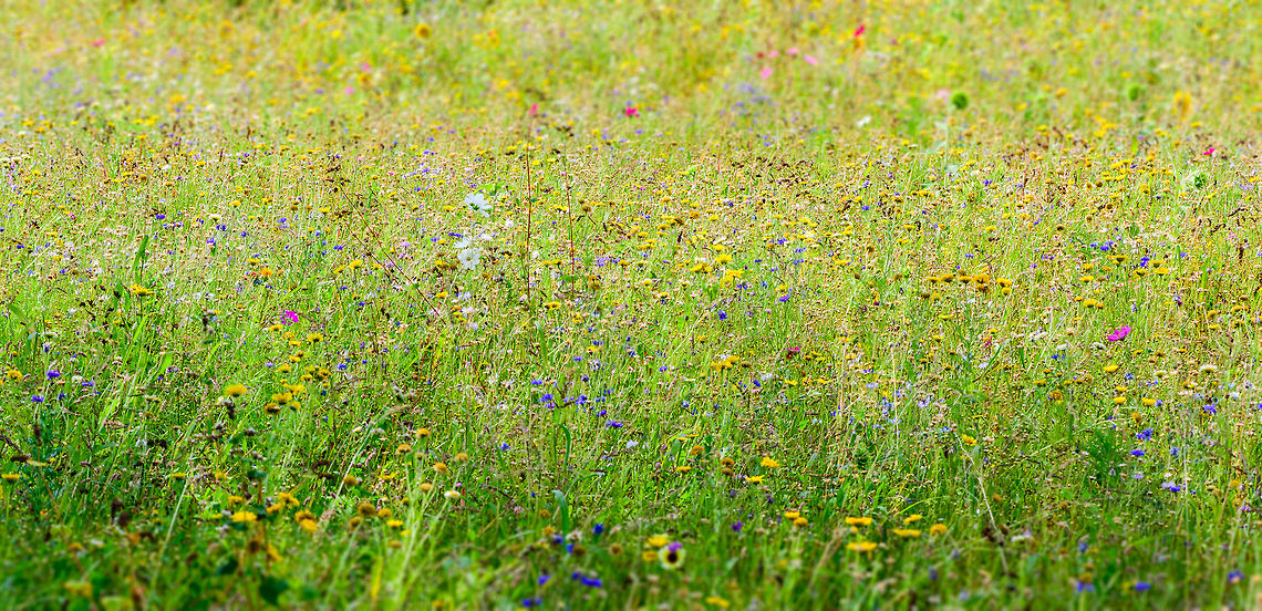 Sea of Flowers, Berlicum, Netherlands I was happily surprised to see that a local  farmer had decided to leave a narrow strip of his corn field unused, and actively seeded it with flowers. The strip is narrow, about 10m deep, yet very lengthy, at about 500m. Every single inch of it was crowded with flowers, an explosion of color. I failed to capture it properly as I was in a hurry.<br />
<br />
I&#039;m still a bit torn on this initiative. I recognize the specific combination of flowers as those commonly found in cheap mixed flower seeds that I&#039;ve used in the garden myself a few years back. Diversity is a bit low, and it has several introduced species, instead of native ones. I&#039;m also not sure if the ultra high concentration used here is good or bad.<br />
<br />
For now, I&#039;d say it&#039;s a net positive. At least somebody cared enough to try and do something good, and it beats crop monoculture. Perhaps it also helps against the drastic decline in insect populations found in our country. The decline is largely caused by the lack of native wild flowers getting a chance to grow. Berlicum,Europe,Netherlands,World