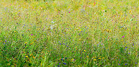 Sea of Flowers, Berlicum, Netherlands I was happily surprised to see that a local  farmer had decided to leave a narrow strip of his corn field unused, and actively seeded it with flowers. The strip is narrow, about 10m deep, yet very lengthy, at about 500m. Every single inch of it was crowded with flowers, an explosion of color. I failed to capture it properly as I was in a hurry.<br />
<br />
I'm still a bit torn on this initiative. I recognize the specific combination of flowers as those commonly found in cheap mixed flower seeds that I've used in the garden myself a few years back. Diversity is a bit low, and it has several introduced species, instead of native ones. I'm also not sure if the ultra high concentration used here is good or bad.<br />
<br />
For now, I'd say it's a net positive. At least somebody cared enough to try and do something good, and it beats crop monoculture. Perhaps it also helps against the drastic decline in insect populations found in our country. The decline is largely caused by the lack of native wild flowers getting a chance to grow. Berlicum,Europe,Netherlands,World