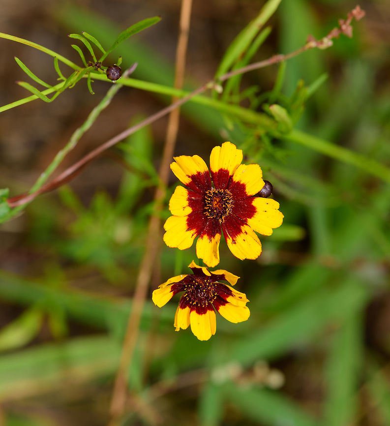 Plains coreopsis, Berlicum, Netherlands Introduced/planted.<br />
<figure class="photo"><a href="https://www.jungledragon.com/image/66974/sea_of_flowers_berlicum_netherlands.html" title="Sea of Flowers, Berlicum, Netherlands"><img src="https://s3.amazonaws.com/media.jungledragon.com/images/2/66974_thumb.jpg?AWSAccessKeyId=05GMT0V3GWVNE7GGM1R2&Expires=1759968010&Signature=9M3WFjFBEyGo%2B0%2FFQbfqTfrI3Ec%3D" width="200" height="98" alt="Sea of Flowers, Berlicum, Netherlands I was happily surprised to see that a local  farmer had decided to leave a narrow strip of his corn field unused, and actively seeded it with flowers. The strip is narrow, about 10m deep, yet very lengthy, at about 500m. Every single inch of it was crowded with flowers, an explosion of color. I failed to capture it properly as I was in a hurry.<br />
<br />
I&#039;m still a bit torn on this initiative. I recognize the specific combination of flowers as those commonly found in cheap mixed flower seeds that I&#039;ve used in the garden myself a few years back. Diversity is a bit low, and it has several introduced species, instead of native ones. I&#039;m also not sure if the ultra high concentration used here is good or bad.<br />
<br />
For now, I&#039;d say it&#039;s a net positive. At least somebody cared enough to try and do something good, and it beats crop monoculture. Perhaps it also helps against the drastic decline in insect populations found in our country. The decline is largely caused by the lack of native wild flowers getting a chance to grow. Berlicum,Europe,Netherlands,World" /></a></figure> Berlicum,Coreopsis tinctoria,Europe,Netherlands,Plains coreopsis,World