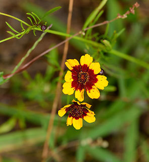 Plains coreopsis, Berlicum, Netherlands Introduced/planted.
https://www.jungledragon.com/image/66974/sea_of_flowers_berlicum_netherlands.html Berlicum,Coreopsis tinctoria,Europe,Netherlands,Plains coreopsis,World