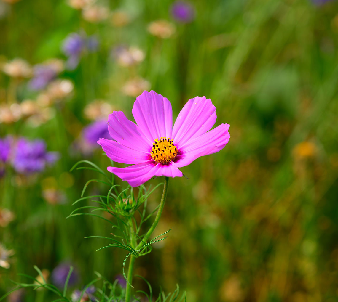 Garden Cosmos, Berlicum, Netherlands Introduced/planted.<br />
<figure class="photo"><a href="https://www.jungledragon.com/image/66974/sea_of_flowers_berlicum_netherlands.html" title="Sea of Flowers, Berlicum, Netherlands"><img src="https://s3.amazonaws.com/media.jungledragon.com/images/2/66974_thumb.jpg?AWSAccessKeyId=05GMT0V3GWVNE7GGM1R2&Expires=1759968010&Signature=9M3WFjFBEyGo%2B0%2FFQbfqTfrI3Ec%3D" width="200" height="98" alt="Sea of Flowers, Berlicum, Netherlands I was happily surprised to see that a local  farmer had decided to leave a narrow strip of his corn field unused, and actively seeded it with flowers. The strip is narrow, about 10m deep, yet very lengthy, at about 500m. Every single inch of it was crowded with flowers, an explosion of color. I failed to capture it properly as I was in a hurry.<br />
<br />
I&#039;m still a bit torn on this initiative. I recognize the specific combination of flowers as those commonly found in cheap mixed flower seeds that I&#039;ve used in the garden myself a few years back. Diversity is a bit low, and it has several introduced species, instead of native ones. I&#039;m also not sure if the ultra high concentration used here is good or bad.<br />
<br />
For now, I&#039;d say it&#039;s a net positive. At least somebody cared enough to try and do something good, and it beats crop monoculture. Perhaps it also helps against the drastic decline in insect populations found in our country. The decline is largely caused by the lack of native wild flowers getting a chance to grow. Berlicum,Europe,Netherlands,World" /></a></figure> Berlicum,Cosmos bipinnatus,Europe,Garden Cosmos,Netherlands,World