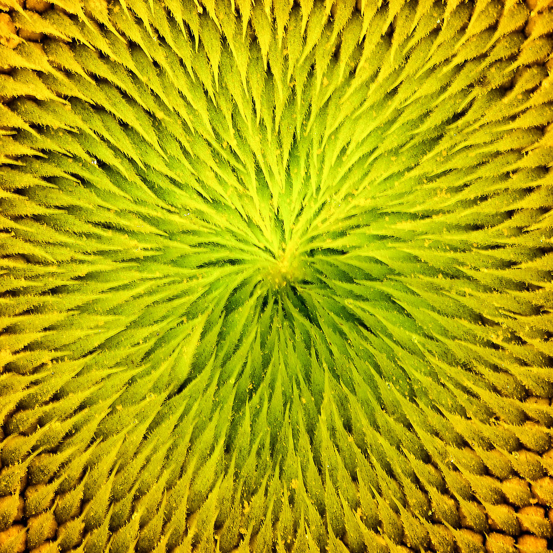 Core of a Common Sunflower, Berlicum, Netherlands  Berlicum,Common sunflower,Europe,Helianthus annuus,Netherlands,World