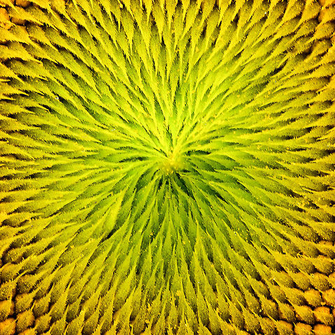 Core of a Common Sunflower, Berlicum, Netherlands  Berlicum,Common sunflower,Europe,Helianthus annuus,Netherlands,World