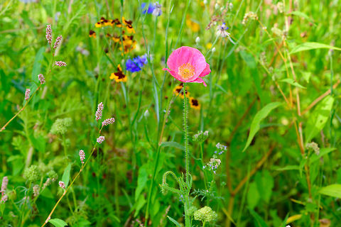 Pink Opium Poppy, Berlicum, Netherlands My guess is that this is an ornamental cultivation of the Opium Poppy. Planted in a field. Berlicum,Europe,Netherlands,Opium Poppy,Papaver somniferum,World