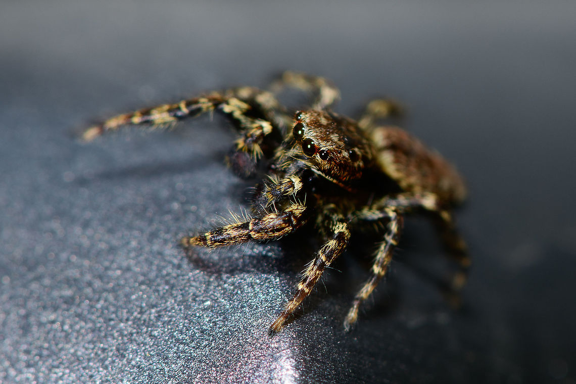 Male Marpissa muscosa, Heesch, Netherlands Henriette and I were having dinner inside the house when this little cutie was gliding down the sides of the table. I usually don&#039;t actively stage live insects, but I figured this one asked for it. I trapped it in a glass and put the glass on our table in the garden. It wouldn&#039;t cooperate and kept running frantically inside the glass so I gave it back its freedom, a fair level playing field where it could flee my attempt to photograph it. Luckily, it didn&#039;t immediately. Quite the contrary, it&#039;s a cocky one.<br />
<br />
It took me a long while to identify this one as the female seems to be much more often photographed. The male can be identified based on its smaller size, large black chelicerae (mouthparts), eye arrangement and pattern on the abdomen. Furthermore, finding it inside the house is another clue as this is one of few species in the Netherlands often encountered inhouse.<br />
<br />
<figure class="photo"><a href="https://www.jungledragon.com/image/67355/male_marpissa_muscosa_-_top_view_heesch_netherlands.html" title="Male Marpissa muscosa - top view, Heesch, Netherlands"><img src="https://s3.amazonaws.com/media.jungledragon.com/images/2/67355_thumb.jpg?AWSAccessKeyId=05GMT0V3GWVNE7GGM1R2&Expires=1759968010&Signature=Pw909EZOJ5kCBquRI4is%2B9mPun0%3D" width="122" height="152" alt="Male Marpissa muscosa - top view, Heesch, Netherlands Henriette and I were having dinner inside the house when this little cutie was gliding down the sides of the table. I usually don&#039;t actively stage live insects, but I figured this one asked for it. I trapped it in a glass and put the glass on our table in the garden. It wouldn&#039;t cooperate and kept running frantically inside the glass so I gave it back its freedom, a fair level playing field where it could flee my attempt to photograph it. Luckily, it didn&#039;t immediately. Quite the contrary, it&#039;s a cocky one.<br />
<br />
It took me a long while to identify this one as the female seems to be much more often photographed. The male can be identified based on its smaller size, large black chelicerae (mouthparts), eye arrangement and pattern on the abdomen. Furthermore, finding it inside the house is another clue as this is one of few species in the Netherlands often encountered inhouse.<br />
<br />
https://www.jungledragon.com/image/67354/male_marpissa_muscosa_heesch_netherlands.html<br />
https://www.jungledragon.com/image/67356/male_marpissa_muscosa_challenging_pose_heesch_netherlands.html<br />
https://www.jungledragon.com/image/67357/male_marpissa_muscosa_-_posing_heesch_netherlands.html<br />
https://www.jungledragon.com/image/67358/male_marpissa_muscosa_-_top_view_ii_heesch_netherlands.html Europe,Heesch,Marpissa muscosa,Netherlands,World" /></a></figure><br />
<figure class="photo"><a href="https://www.jungledragon.com/image/67356/male_marpissa_muscosa_challenging_pose_heesch_netherlands.html" title="Male Marpissa muscosa, challenging pose, Heesch, Netherlands"><img src="https://s3.amazonaws.com/media.jungledragon.com/images/2/67356_thumb.jpg?AWSAccessKeyId=05GMT0V3GWVNE7GGM1R2&Expires=1759968010&Signature=APsYsjdylNWWy3ud%2BMq0DhhlaN0%3D" width="148" height="152" alt="Male Marpissa muscosa, challenging pose, Heesch, Netherlands Henriette and I were having dinner inside the house when this little cutie was gliding down the sides of the table. I usually don&#039;t actively stage live insects, but I figured this one asked for it. I trapped it in a glass and put the glass on our table in the garden. It wouldn&#039;t cooperate and kept running frantically inside the glass so I gave it back its freedom, a fair level playing field where it could flee my attempt to photograph it. Luckily, it didn&#039;t immediately. Quite the contrary, it&#039;s a cocky one.<br />
<br />
It took me a long while to identify this one as the female seems to be much more often photographed. The male can be identified based on its smaller size, large black chelicerae (mouthparts), eye arrangement and pattern on the abdomen. Furthermore, finding it inside the house is another clue as this is one of few species in the Netherlands often encountered inhouse.<br />
<br />
https://www.jungledragon.com/image/67354/male_marpissa_muscosa_heesch_netherlands.html<br />
https://www.jungledragon.com/image/67355/male_marpissa_muscosa_-_top_view_heesch_netherlands.html<br />
https://www.jungledragon.com/image/67357/male_marpissa_muscosa_-_posing_heesch_netherlands.html<br />
https://www.jungledragon.com/image/67358/male_marpissa_muscosa_-_top_view_ii_heesch_netherlands.html Europe,Heesch,Marpissa muscosa,Netherlands,World" /></a></figure><br />
<figure class="photo"><a href="https://www.jungledragon.com/image/67357/male_marpissa_muscosa_-_posing_heesch_netherlands.html" title="Male Marpissa muscosa - posing, Heesch, Netherlands"><img src="https://s3.amazonaws.com/media.jungledragon.com/images/2/67357_thumb.jpg?AWSAccessKeyId=05GMT0V3GWVNE7GGM1R2&Expires=1759968010&Signature=lZKNiLwQ7s2d7hyGEE%2BzSzGVroE%3D" width="200" height="134" alt="Male Marpissa muscosa - posing, Heesch, Netherlands Henriette and I were having dinner inside the house when this little cutie was gliding down the sides of the table. I usually don&#039;t actively stage live insects, but I figured this one asked for it. I trapped it in a glass and put the glass on our table in the garden. It wouldn&#039;t cooperate and kept running frantically inside the glass so I gave it back its freedom, a fair level playing field where it could flee my attempt to photograph it. Luckily, it didn&#039;t immediately. Quite the contrary, it&#039;s a cocky one.<br />
<br />
It took me a long while to identify this one as the female seems to be much more often photographed. The male can be identified based on its smaller size, large black chelicerae (mouthparts), eye arrangement and pattern on the abdomen. Furthermore, finding it inside the house is another clue as this is one of few species in the Netherlands often encountered inhouse.<br />
<br />
https://www.jungledragon.com/image/67354/male_marpissa_muscosa_heesch_netherlands.html<br />
https://www.jungledragon.com/image/67355/male_marpissa_muscosa_-_top_view_heesch_netherlands.html<br />
https://www.jungledragon.com/image/67356/male_marpissa_muscosa_challenging_pose_heesch_netherlands.html<br />
https://www.jungledragon.com/image/67358/male_marpissa_muscosa_-_top_view_ii_heesch_netherlands.html Europe,Heesch,Marpissa muscosa,Netherlands,World" /></a></figure><br />
<figure class="photo"><a href="https://www.jungledragon.com/image/67358/male_marpissa_muscosa_-_top_view_ii_heesch_netherlands.html" title="Male Marpissa muscosa - top view II, Heesch, Netherlands"><img src="https://s3.amazonaws.com/media.jungledragon.com/images/2/67358_thumb.jpg?AWSAccessKeyId=05GMT0V3GWVNE7GGM1R2&Expires=1759968010&Signature=MxP6pEW2OUInR9otifx8IyM9UbU%3D" width="200" height="166" alt="Male Marpissa muscosa - top view II, Heesch, Netherlands Henriette and I were having dinner inside the house when this little cutie was gliding down the sides of the table. I usually don&#039;t actively stage live insects, but I figured this one asked for it. I trapped it in a glass and put the glass on our table in the garden. It wouldn&#039;t cooperate and kept running frantically inside the glass so I gave it back its freedom, a fair level playing field where it could flee my attempt to photograph it. Luckily, it didn&#039;t immediately. Quite the contrary, it&#039;s a cocky one.<br />
<br />
It took me a long while to identify this one as the female seems to be much more often photographed. The male can be identified based on its smaller size, large black chelicerae (mouthparts), eye arrangement and pattern on the abdomen. Furthermore, finding it inside the house is another clue as this is one of few species in the Netherlands often encountered inhouse.<br />
<br />
https://www.jungledragon.com/image/67354/male_marpissa_muscosa_heesch_netherlands.html<br />
https://www.jungledragon.com/image/67355/male_marpissa_muscosa_-_top_view_heesch_netherlands.html<br />
https://www.jungledragon.com/image/67356/male_marpissa_muscosa_challenging_pose_heesch_netherlands.html<br />
https://www.jungledragon.com/image/67357/male_marpissa_muscosa_-_posing_heesch_netherlands.html Europe,Heesch,Marpissa muscosa,Netherlands,World" /></a></figure> Europe,Heesch,Marpissa muscosa,Netherlands,World