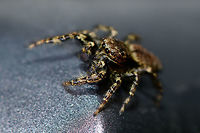 Male Marpissa muscosa, Heesch, Netherlands Henriette and I were having dinner inside the house when this little cutie was gliding down the sides of the table. I usually don't actively stage live insects, but I figured this one asked for it. I trapped it in a glass and put the glass on our table in the garden. It wouldn't cooperate and kept running frantically inside the glass so I gave it back its freedom, a fair level playing field where it could flee my attempt to photograph it. Luckily, it didn't immediately. Quite the contrary, it's a cocky one.<br />
<br />
It took me a long while to identify this one as the female seems to be much more often photographed. The male can be identified based on its smaller size, large black chelicerae (mouthparts), eye arrangement and pattern on the abdomen. Furthermore, finding it inside the house is another clue as this is one of few species in the Netherlands often encountered inhouse.<br />
<br />
https://www.jungledragon.com/image/67355/male_marpissa_muscosa_-_top_view_heesch_netherlands.html<br />
https://www.jungledragon.com/image/67356/male_marpissa_muscosa_challenging_pose_heesch_netherlands.html<br />
https://www.jungledragon.com/image/67357/male_marpissa_muscosa_-_posing_heesch_netherlands.html<br />
https://www.jungledragon.com/image/67358/male_marpissa_muscosa_-_top_view_ii_heesch_netherlands.html Europe,Heesch,Marpissa muscosa,Netherlands,World