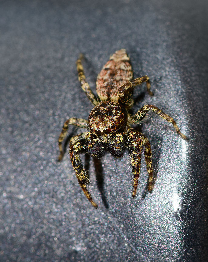 Male Marpissa muscosa - top view, Heesch, Netherlands Henriette and I were having dinner inside the house when this little cutie was gliding down the sides of the table. I usually don&#039;t actively stage live insects, but I figured this one asked for it. I trapped it in a glass and put the glass on our table in the garden. It wouldn&#039;t cooperate and kept running frantically inside the glass so I gave it back its freedom, a fair level playing field where it could flee my attempt to photograph it. Luckily, it didn&#039;t immediately. Quite the contrary, it&#039;s a cocky one.<br />
<br />
It took me a long while to identify this one as the female seems to be much more often photographed. The male can be identified based on its smaller size, large black chelicerae (mouthparts), eye arrangement and pattern on the abdomen. Furthermore, finding it inside the house is another clue as this is one of few species in the Netherlands often encountered inhouse.<br />
<br />
<figure class="photo"><a href="https://www.jungledragon.com/image/67354/male_marpissa_muscosa_heesch_netherlands.html" title="Male Marpissa muscosa, Heesch, Netherlands"><img src="https://s3.amazonaws.com/media.jungledragon.com/images/2/67354_thumb.jpg?AWSAccessKeyId=05GMT0V3GWVNE7GGM1R2&Expires=1767225610&Signature=9qN4LkeqDn9BaalLzSby9jYU6Yo%3D" width="200" height="134" alt="Male Marpissa muscosa, Heesch, Netherlands Henriette and I were having dinner inside the house when this little cutie was gliding down the sides of the table. I usually don&#039;t actively stage live insects, but I figured this one asked for it. I trapped it in a glass and put the glass on our table in the garden. It wouldn&#039;t cooperate and kept running frantically inside the glass so I gave it back its freedom, a fair level playing field where it could flee my attempt to photograph it. Luckily, it didn&#039;t immediately. Quite the contrary, it&#039;s a cocky one.<br />
<br />
It took me a long while to identify this one as the female seems to be much more often photographed. The male can be identified based on its smaller size, large black chelicerae (mouthparts), eye arrangement and pattern on the abdomen. Furthermore, finding it inside the house is another clue as this is one of few species in the Netherlands often encountered inhouse.<br />
<br />
https://www.jungledragon.com/image/67355/male_marpissa_muscosa_-_top_view_heesch_netherlands.html<br />
https://www.jungledragon.com/image/67356/male_marpissa_muscosa_challenging_pose_heesch_netherlands.html<br />
https://www.jungledragon.com/image/67357/male_marpissa_muscosa_-_posing_heesch_netherlands.html<br />
https://www.jungledragon.com/image/67358/male_marpissa_muscosa_-_top_view_ii_heesch_netherlands.html Europe,Heesch,Marpissa muscosa,Netherlands,World" /></a></figure><br />
<figure class="photo"><a href="https://www.jungledragon.com/image/67356/male_marpissa_muscosa_challenging_pose_heesch_netherlands.html" title="Male Marpissa muscosa, challenging pose, Heesch, Netherlands"><img src="https://s3.amazonaws.com/media.jungledragon.com/images/2/67356_thumb.jpg?AWSAccessKeyId=05GMT0V3GWVNE7GGM1R2&Expires=1767225610&Signature=IaXbkvuvrGjqmAQwZ9tLxgbxGhU%3D" width="148" height="152" alt="Male Marpissa muscosa, challenging pose, Heesch, Netherlands Henriette and I were having dinner inside the house when this little cutie was gliding down the sides of the table. I usually don&#039;t actively stage live insects, but I figured this one asked for it. I trapped it in a glass and put the glass on our table in the garden. It wouldn&#039;t cooperate and kept running frantically inside the glass so I gave it back its freedom, a fair level playing field where it could flee my attempt to photograph it. Luckily, it didn&#039;t immediately. Quite the contrary, it&#039;s a cocky one.<br />
<br />
It took me a long while to identify this one as the female seems to be much more often photographed. The male can be identified based on its smaller size, large black chelicerae (mouthparts), eye arrangement and pattern on the abdomen. Furthermore, finding it inside the house is another clue as this is one of few species in the Netherlands often encountered inhouse.<br />
<br />
https://www.jungledragon.com/image/67354/male_marpissa_muscosa_heesch_netherlands.html<br />
https://www.jungledragon.com/image/67355/male_marpissa_muscosa_-_top_view_heesch_netherlands.html<br />
https://www.jungledragon.com/image/67357/male_marpissa_muscosa_-_posing_heesch_netherlands.html<br />
https://www.jungledragon.com/image/67358/male_marpissa_muscosa_-_top_view_ii_heesch_netherlands.html Europe,Heesch,Marpissa muscosa,Netherlands,World" /></a></figure><br />
<figure class="photo"><a href="https://www.jungledragon.com/image/67357/male_marpissa_muscosa_-_posing_heesch_netherlands.html" title="Male Marpissa muscosa - posing, Heesch, Netherlands"><img src="https://s3.amazonaws.com/media.jungledragon.com/images/2/67357_thumb.jpg?AWSAccessKeyId=05GMT0V3GWVNE7GGM1R2&Expires=1767225610&Signature=9P2xp5x9y0xxmplHfNIiNKwQdgs%3D" width="200" height="134" alt="Male Marpissa muscosa - posing, Heesch, Netherlands Henriette and I were having dinner inside the house when this little cutie was gliding down the sides of the table. I usually don&#039;t actively stage live insects, but I figured this one asked for it. I trapped it in a glass and put the glass on our table in the garden. It wouldn&#039;t cooperate and kept running frantically inside the glass so I gave it back its freedom, a fair level playing field where it could flee my attempt to photograph it. Luckily, it didn&#039;t immediately. Quite the contrary, it&#039;s a cocky one.<br />
<br />
It took me a long while to identify this one as the female seems to be much more often photographed. The male can be identified based on its smaller size, large black chelicerae (mouthparts), eye arrangement and pattern on the abdomen. Furthermore, finding it inside the house is another clue as this is one of few species in the Netherlands often encountered inhouse.<br />
<br />
https://www.jungledragon.com/image/67354/male_marpissa_muscosa_heesch_netherlands.html<br />
https://www.jungledragon.com/image/67355/male_marpissa_muscosa_-_top_view_heesch_netherlands.html<br />
https://www.jungledragon.com/image/67356/male_marpissa_muscosa_challenging_pose_heesch_netherlands.html<br />
https://www.jungledragon.com/image/67358/male_marpissa_muscosa_-_top_view_ii_heesch_netherlands.html Europe,Heesch,Marpissa muscosa,Netherlands,World" /></a></figure><br />
<figure class="photo"><a href="https://www.jungledragon.com/image/67358/male_marpissa_muscosa_-_top_view_ii_heesch_netherlands.html" title="Male Marpissa muscosa - top view II, Heesch, Netherlands"><img src="https://s3.amazonaws.com/media.jungledragon.com/images/2/67358_thumb.jpg?AWSAccessKeyId=05GMT0V3GWVNE7GGM1R2&Expires=1767225610&Signature=da7ltCGGkj5Noz%2FLyehSDXTpDTQ%3D" width="200" height="166" alt="Male Marpissa muscosa - top view II, Heesch, Netherlands Henriette and I were having dinner inside the house when this little cutie was gliding down the sides of the table. I usually don&#039;t actively stage live insects, but I figured this one asked for it. I trapped it in a glass and put the glass on our table in the garden. It wouldn&#039;t cooperate and kept running frantically inside the glass so I gave it back its freedom, a fair level playing field where it could flee my attempt to photograph it. Luckily, it didn&#039;t immediately. Quite the contrary, it&#039;s a cocky one.<br />
<br />
It took me a long while to identify this one as the female seems to be much more often photographed. The male can be identified based on its smaller size, large black chelicerae (mouthparts), eye arrangement and pattern on the abdomen. Furthermore, finding it inside the house is another clue as this is one of few species in the Netherlands often encountered inhouse.<br />
<br />
https://www.jungledragon.com/image/67354/male_marpissa_muscosa_heesch_netherlands.html<br />
https://www.jungledragon.com/image/67355/male_marpissa_muscosa_-_top_view_heesch_netherlands.html<br />
https://www.jungledragon.com/image/67356/male_marpissa_muscosa_challenging_pose_heesch_netherlands.html<br />
https://www.jungledragon.com/image/67357/male_marpissa_muscosa_-_posing_heesch_netherlands.html Europe,Heesch,Marpissa muscosa,Netherlands,World" /></a></figure> Europe,Heesch,Marpissa muscosa,Netherlands,World