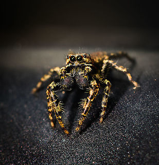 Male Marpissa muscosa, challenging pose, Heesch, Netherlands Henriette and I were having dinner inside the house when this little cutie was gliding down the sides of the table. I usually don't actively stage live insects, but I figured this one asked for it. I trapped it in a glass and put the glass on our table in the garden. It wouldn't cooperate and kept running frantically inside the glass so I gave it back its freedom, a fair level playing field where it could flee my attempt to photograph it. Luckily, it didn't immediately. Quite the contrary, it's a cocky one.

It took me a long while to identify this one as the female seems to be much more often photographed. The male can be identified based on its smaller size, large black chelicerae (mouthparts), eye arrangement and pattern on the abdomen. Furthermore, finding it inside the house is another clue as this is one of few species in the Netherlands often encountered inhouse.

https://www.jungledragon.com/image/67354/male_marpissa_muscosa_heesch_netherlands.html
https://www.jungledragon.com/image/67355/male_marpissa_muscosa_-_top_view_heesch_netherlands.html
https://www.jungledragon.com/image/67357/male_marpissa_muscosa_-_posing_heesch_netherlands.html
https://www.jungledragon.com/image/67358/male_marpissa_muscosa_-_top_view_ii_heesch_netherlands.html Europe,Heesch,Marpissa muscosa,Netherlands,World
