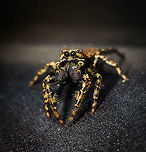 Male Marpissa muscosa, challenging pose, Heesch, Netherlands Henriette and I were having dinner inside the house when this little cutie was gliding down the sides of the table. I usually don't actively stage live insects, but I figured this one asked for it. I trapped it in a glass and put the glass on our table in the garden. It wouldn't cooperate and kept running frantically inside the glass so I gave it back its freedom, a fair level playing field where it could flee my attempt to photograph it. Luckily, it didn't immediately. Quite the contrary, it's a cocky one.<br />
<br />
It took me a long while to identify this one as the female seems to be much more often photographed. The male can be identified based on its smaller size, large black chelicerae (mouthparts), eye arrangement and pattern on the abdomen. Furthermore, finding it inside the house is another clue as this is one of few species in the Netherlands often encountered inhouse.<br />
<br />
https://www.jungledragon.com/image/67354/male_marpissa_muscosa_heesch_netherlands.html<br />
https://www.jungledragon.com/image/67355/male_marpissa_muscosa_-_top_view_heesch_netherlands.html<br />
https://www.jungledragon.com/image/67357/male_marpissa_muscosa_-_posing_heesch_netherlands.html<br />
https://www.jungledragon.com/image/67358/male_marpissa_muscosa_-_top_view_ii_heesch_netherlands.html Europe,Heesch,Marpissa muscosa,Netherlands,World