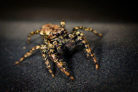 Male Marpissa muscosa - posing, Heesch, Netherlands Henriette and I were having dinner inside the house when this little cutie was gliding down the sides of the table. I usually don't actively stage live insects, but I figured this one asked for it. I trapped it in a glass and put the glass on our table in the garden. It wouldn't cooperate and kept running frantically inside the glass so I gave it back its freedom, a fair level playing field where it could flee my attempt to photograph it. Luckily, it didn't immediately. Quite the contrary, it's a cocky one.

It took me a long while to identify this one as the female seems to be much more often photographed. The male can be identified based on its smaller size, large black chelicerae (mouthparts), eye arrangement and pattern on the abdomen. Furthermore, finding it inside the house is another clue as this is one of few species in the Netherlands often encountered inhouse.

https://www.jungledragon.com/image/67354/male_marpissa_muscosa_heesch_netherlands.html
https://www.jungledragon.com/image/67355/male_marpissa_muscosa_-_top_view_heesch_netherlands.html
https://www.jungledragon.com/image/67356/male_marpissa_muscosa_challenging_pose_heesch_netherlands.html
https://www.jungledragon.com/image/67358/male_marpissa_muscosa_-_top_view_ii_heesch_netherlands.html Europe,Heesch,Marpissa muscosa,Netherlands,World