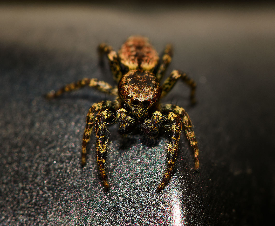Male Marpissa muscosa - top view II, Heesch, Netherlands Henriette and I were having dinner inside the house when this little cutie was gliding down the sides of the table. I usually don&#039;t actively stage live insects, but I figured this one asked for it. I trapped it in a glass and put the glass on our table in the garden. It wouldn&#039;t cooperate and kept running frantically inside the glass so I gave it back its freedom, a fair level playing field where it could flee my attempt to photograph it. Luckily, it didn&#039;t immediately. Quite the contrary, it&#039;s a cocky one.<br />
<br />
It took me a long while to identify this one as the female seems to be much more often photographed. The male can be identified based on its smaller size, large black chelicerae (mouthparts), eye arrangement and pattern on the abdomen. Furthermore, finding it inside the house is another clue as this is one of few species in the Netherlands often encountered inhouse.<br />
<br />
<figure class="photo"><a href="https://www.jungledragon.com/image/67354/male_marpissa_muscosa_heesch_netherlands.html" title="Male Marpissa muscosa, Heesch, Netherlands"><img src="https://s3.amazonaws.com/media.jungledragon.com/images/2/67354_thumb.jpg?AWSAccessKeyId=05GMT0V3GWVNE7GGM1R2&Expires=1767225610&Signature=9qN4LkeqDn9BaalLzSby9jYU6Yo%3D" width="200" height="134" alt="Male Marpissa muscosa, Heesch, Netherlands Henriette and I were having dinner inside the house when this little cutie was gliding down the sides of the table. I usually don&#039;t actively stage live insects, but I figured this one asked for it. I trapped it in a glass and put the glass on our table in the garden. It wouldn&#039;t cooperate and kept running frantically inside the glass so I gave it back its freedom, a fair level playing field where it could flee my attempt to photograph it. Luckily, it didn&#039;t immediately. Quite the contrary, it&#039;s a cocky one.<br />
<br />
It took me a long while to identify this one as the female seems to be much more often photographed. The male can be identified based on its smaller size, large black chelicerae (mouthparts), eye arrangement and pattern on the abdomen. Furthermore, finding it inside the house is another clue as this is one of few species in the Netherlands often encountered inhouse.<br />
<br />
https://www.jungledragon.com/image/67355/male_marpissa_muscosa_-_top_view_heesch_netherlands.html<br />
https://www.jungledragon.com/image/67356/male_marpissa_muscosa_challenging_pose_heesch_netherlands.html<br />
https://www.jungledragon.com/image/67357/male_marpissa_muscosa_-_posing_heesch_netherlands.html<br />
https://www.jungledragon.com/image/67358/male_marpissa_muscosa_-_top_view_ii_heesch_netherlands.html Europe,Heesch,Marpissa muscosa,Netherlands,World" /></a></figure><br />
<figure class="photo"><a href="https://www.jungledragon.com/image/67355/male_marpissa_muscosa_-_top_view_heesch_netherlands.html" title="Male Marpissa muscosa - top view, Heesch, Netherlands"><img src="https://s3.amazonaws.com/media.jungledragon.com/images/2/67355_thumb.jpg?AWSAccessKeyId=05GMT0V3GWVNE7GGM1R2&Expires=1767225610&Signature=Py7L%2BIn6SqOeuW8QhWj2g4%2Bqxzg%3D" width="122" height="152" alt="Male Marpissa muscosa - top view, Heesch, Netherlands Henriette and I were having dinner inside the house when this little cutie was gliding down the sides of the table. I usually don&#039;t actively stage live insects, but I figured this one asked for it. I trapped it in a glass and put the glass on our table in the garden. It wouldn&#039;t cooperate and kept running frantically inside the glass so I gave it back its freedom, a fair level playing field where it could flee my attempt to photograph it. Luckily, it didn&#039;t immediately. Quite the contrary, it&#039;s a cocky one.<br />
<br />
It took me a long while to identify this one as the female seems to be much more often photographed. The male can be identified based on its smaller size, large black chelicerae (mouthparts), eye arrangement and pattern on the abdomen. Furthermore, finding it inside the house is another clue as this is one of few species in the Netherlands often encountered inhouse.<br />
<br />
https://www.jungledragon.com/image/67354/male_marpissa_muscosa_heesch_netherlands.html<br />
https://www.jungledragon.com/image/67356/male_marpissa_muscosa_challenging_pose_heesch_netherlands.html<br />
https://www.jungledragon.com/image/67357/male_marpissa_muscosa_-_posing_heesch_netherlands.html<br />
https://www.jungledragon.com/image/67358/male_marpissa_muscosa_-_top_view_ii_heesch_netherlands.html Europe,Heesch,Marpissa muscosa,Netherlands,World" /></a></figure><br />
<figure class="photo"><a href="https://www.jungledragon.com/image/67356/male_marpissa_muscosa_challenging_pose_heesch_netherlands.html" title="Male Marpissa muscosa, challenging pose, Heesch, Netherlands"><img src="https://s3.amazonaws.com/media.jungledragon.com/images/2/67356_thumb.jpg?AWSAccessKeyId=05GMT0V3GWVNE7GGM1R2&Expires=1767225610&Signature=IaXbkvuvrGjqmAQwZ9tLxgbxGhU%3D" width="148" height="152" alt="Male Marpissa muscosa, challenging pose, Heesch, Netherlands Henriette and I were having dinner inside the house when this little cutie was gliding down the sides of the table. I usually don&#039;t actively stage live insects, but I figured this one asked for it. I trapped it in a glass and put the glass on our table in the garden. It wouldn&#039;t cooperate and kept running frantically inside the glass so I gave it back its freedom, a fair level playing field where it could flee my attempt to photograph it. Luckily, it didn&#039;t immediately. Quite the contrary, it&#039;s a cocky one.<br />
<br />
It took me a long while to identify this one as the female seems to be much more often photographed. The male can be identified based on its smaller size, large black chelicerae (mouthparts), eye arrangement and pattern on the abdomen. Furthermore, finding it inside the house is another clue as this is one of few species in the Netherlands often encountered inhouse.<br />
<br />
https://www.jungledragon.com/image/67354/male_marpissa_muscosa_heesch_netherlands.html<br />
https://www.jungledragon.com/image/67355/male_marpissa_muscosa_-_top_view_heesch_netherlands.html<br />
https://www.jungledragon.com/image/67357/male_marpissa_muscosa_-_posing_heesch_netherlands.html<br />
https://www.jungledragon.com/image/67358/male_marpissa_muscosa_-_top_view_ii_heesch_netherlands.html Europe,Heesch,Marpissa muscosa,Netherlands,World" /></a></figure><br />
<figure class="photo"><a href="https://www.jungledragon.com/image/67357/male_marpissa_muscosa_-_posing_heesch_netherlands.html" title="Male Marpissa muscosa - posing, Heesch, Netherlands"><img src="https://s3.amazonaws.com/media.jungledragon.com/images/2/67357_thumb.jpg?AWSAccessKeyId=05GMT0V3GWVNE7GGM1R2&Expires=1767225610&Signature=9P2xp5x9y0xxmplHfNIiNKwQdgs%3D" width="200" height="134" alt="Male Marpissa muscosa - posing, Heesch, Netherlands Henriette and I were having dinner inside the house when this little cutie was gliding down the sides of the table. I usually don&#039;t actively stage live insects, but I figured this one asked for it. I trapped it in a glass and put the glass on our table in the garden. It wouldn&#039;t cooperate and kept running frantically inside the glass so I gave it back its freedom, a fair level playing field where it could flee my attempt to photograph it. Luckily, it didn&#039;t immediately. Quite the contrary, it&#039;s a cocky one.<br />
<br />
It took me a long while to identify this one as the female seems to be much more often photographed. The male can be identified based on its smaller size, large black chelicerae (mouthparts), eye arrangement and pattern on the abdomen. Furthermore, finding it inside the house is another clue as this is one of few species in the Netherlands often encountered inhouse.<br />
<br />
https://www.jungledragon.com/image/67354/male_marpissa_muscosa_heesch_netherlands.html<br />
https://www.jungledragon.com/image/67355/male_marpissa_muscosa_-_top_view_heesch_netherlands.html<br />
https://www.jungledragon.com/image/67356/male_marpissa_muscosa_challenging_pose_heesch_netherlands.html<br />
https://www.jungledragon.com/image/67358/male_marpissa_muscosa_-_top_view_ii_heesch_netherlands.html Europe,Heesch,Marpissa muscosa,Netherlands,World" /></a></figure> Europe,Heesch,Marpissa muscosa,Netherlands,World