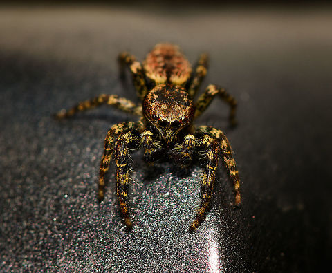 Male Marpissa muscosa - top view II, Heesch, Netherlands Henriette and I were having dinner inside the house when this little cutie was gliding down the sides of the table. I usually don't actively stage live insects, but I figured this one asked for it. I trapped it in a glass and put the glass on our table in the garden. It wouldn't cooperate and kept running frantically inside the glass so I gave it back its freedom, a fair level playing field where it could flee my attempt to photograph it. Luckily, it didn't immediately. Quite the contrary, it's a cocky one.

It took me a long while to identify this one as the female seems to be much more often photographed. The male can be identified based on its smaller size, large black chelicerae (mouthparts), eye arrangement and pattern on the abdomen. Furthermore, finding it inside the house is another clue as this is one of few species in the Netherlands often encountered inhouse.

https://www.jungledragon.com/image/67354/male_marpissa_muscosa_heesch_netherlands.html
https://www.jungledragon.com/image/67355/male_marpissa_muscosa_-_top_view_heesch_netherlands.html
https://www.jungledragon.com/image/67356/male_marpissa_muscosa_challenging_pose_heesch_netherlands.html
https://www.jungledragon.com/image/67357/male_marpissa_muscosa_-_posing_heesch_netherlands.html Europe,Heesch,Marpissa muscosa,Netherlands,World