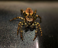 Male Marpissa muscosa - top view II, Heesch, Netherlands Henriette and I were having dinner inside the house when this little cutie was gliding down the sides of the table. I usually don't actively stage live insects, but I figured this one asked for it. I trapped it in a glass and put the glass on our table in the garden. It wouldn't cooperate and kept running frantically inside the glass so I gave it back its freedom, a fair level playing field where it could flee my attempt to photograph it. Luckily, it didn't immediately. Quite the contrary, it's a cocky one.<br />
<br />
It took me a long while to identify this one as the female seems to be much more often photographed. The male can be identified based on its smaller size, large black chelicerae (mouthparts), eye arrangement and pattern on the abdomen. Furthermore, finding it inside the house is another clue as this is one of few species in the Netherlands often encountered inhouse.<br />
<br />
https://www.jungledragon.com/image/67354/male_marpissa_muscosa_heesch_netherlands.html<br />
https://www.jungledragon.com/image/67355/male_marpissa_muscosa_-_top_view_heesch_netherlands.html<br />
https://www.jungledragon.com/image/67356/male_marpissa_muscosa_challenging_pose_heesch_netherlands.html<br />
https://www.jungledragon.com/image/67357/male_marpissa_muscosa_-_posing_heesch_netherlands.html Europe,Heesch,Marpissa muscosa,Netherlands,World