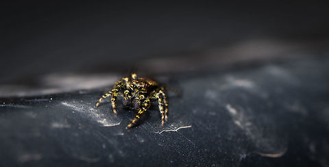 Blood Rain, Heesch, Netherlands I'm intentionally not identifying the main subject on this photos because I actually want to discuss the sand in this scene. For the spider, please visit this post:
https://www.jungledragon.com/image/67356/male_marpissa_muscosa_challenging_pose_heesch_netherlands.html

This is a magnified view of the edge of our garden table, taken on August 8, 2018, one of the hottest days in the Netherlands in recorded history. The fine-grained sand you see on the table is sand coming all the way from the African Sahara Desert. Powerful storms in the Sahara can sling up fine sand kilometers high up into the atmosphere. Then, depending on wind direction, it regularly reaches Europe and rains down. 

This is a relatively common occurrence in southern Europe, yet very rare for it to reach a country as far north as the Netherlands. Since 1900, less than 20 cases have been formally confirmed. It is speculated by many people to occur far more often, yet often they mistake pollen raining down from the air with sand. Hence, you need a formal weather report to be sure it is indeed "Blood Rain" (or "Wonder Rain"). Here's the report (in dutch):
https://nieuws.nl/algemeen/20180807/saharazand-dwarsboomt-hitterecord/

The report mentions about 10.000 tons of sand about to rain down on the Netherlands (the report is one day before this photo), the equivalent of 500 truck loads.
 Europe,Heesch,Natural events,Netherlands,World