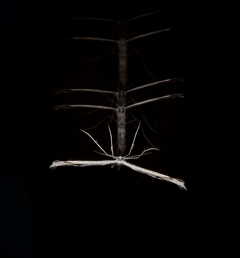 Morning Glory Moth - ghosting, Heesch, Netherlands I hope this freaks you out, because I&#039;m certainly trying. I found this plume moth on the glass of our garden door and did not plan for this quadruple reflection. It can be explained though: main flash + 2 x ring flash units + daylight = 4 light sources. I darkened the scene to dramatize the effect a bit, and to hide how nasty the glass is when magnified.<br />
<br />
Closeup:<br />
<figure class="photo"><a href="https://www.jungledragon.com/image/67462/morning_glory_moth_-_ghosting_closeup_heesch_netherlands.html" title="Morning Glory Moth - ghosting closeup, Heesch, Netherlands"><img src="https://s3.amazonaws.com/media.jungledragon.com/images/2/67462_thumb.jpg?AWSAccessKeyId=05GMT0V3GWVNE7GGM1R2&Expires=1767225610&Signature=2U%2F3%2B%2BPY6zdmvrZFSYr1UDGj18w%3D" width="200" height="126" alt="Morning Glory Moth - ghosting closeup, Heesch, Netherlands Found on our garden door, check out the ghostly reflection:<br />
https://www.jungledragon.com/image/67461/morning_glory_moth_-_ghosting_heesch_netherlands.html<br />
https://www.jungledragon.com/image/67463/morning_glory_moth_-_sacrifice_heesch_netherlands.html<br />
https://www.jungledragon.com/image/67464/morning_glory_moth_-_sacrifice_closeup_heesch_netherlands.html Emmelina monodactyla,Europe,Heesch,Morning glory plume moth,Netherlands,World" /></a></figure><br />
<br />
<figure class="photo"><a href="https://www.jungledragon.com/image/67463/morning_glory_moth_-_sacrifice_heesch_netherlands.html" title="Morning Glory Moth - sacrifice, Heesch, Netherlands"><img src="https://s3.amazonaws.com/media.jungledragon.com/images/2/67463_thumb.jpg?AWSAccessKeyId=05GMT0V3GWVNE7GGM1R2&Expires=1767225610&Signature=srZsSsUuq2MkyxZ2gns8Di6VJn0%3D" width="200" height="164" alt="Morning Glory Moth - sacrifice, Heesch, Netherlands Found on the glas door towards our garden. Clearly this moth has died for your sins. Luckily it has the ability to resurrect:<br />
https://www.jungledragon.com/image/67461/morning_glory_moth_-_ghosting_heesch_netherlands.html<br />
https://www.jungledragon.com/image/67464/morning_glory_moth_-_sacrifice_closeup_heesch_netherlands.html Emmelina monodactyla,Europe,Heesch,Morning glory plume moth,Netherlands,World" /></a></figure><br />
<figure class="photo"><a href="https://www.jungledragon.com/image/67464/morning_glory_moth_-_sacrifice_closeup_heesch_netherlands.html" title="Morning Glory Moth - sacrifice closeup, Heesch, Netherlands"><img src="https://s3.amazonaws.com/media.jungledragon.com/images/2/67464_thumb.jpg?AWSAccessKeyId=05GMT0V3GWVNE7GGM1R2&Expires=1767225610&Signature=2YNCGzQSmL%2FoY8zNA%2BJM4x0qwv8%3D" width="200" height="200" alt="Morning Glory Moth - sacrifice closeup, Heesch, Netherlands Found on the glas door towards our garden. Clearly this moth has died for your sins. Luckily it has the ability to resurrect:<br />
https://www.jungledragon.com/image/67461/morning_glory_moth_-_ghosting_heesch_netherlands.html<br />
https://www.jungledragon.com/image/67463/morning_glory_moth_-_sacrifice_heesch_netherlands.html Emmelina monodactyla,Europe,Heesch,Morning glory plume moth,Netherlands,World" /></a></figure> Emmelina monodactyla,Europe,Heesch,Morning glory plume moth,Netherlands,World