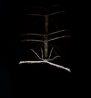 Morning Glory Moth - ghosting, Heesch, Netherlands I hope this freaks you out, because I'm certainly trying. I found this plume moth on the glass of our garden door and did not plan for this quadruple reflection. It can be explained though: main flash + 2 x ring flash units + daylight = 4 light sources. I darkened the scene to dramatize the effect a bit, and to hide how nasty the glass is when magnified.

Closeup:
https://www.jungledragon.com/image/67462/morning_glory_moth_-_ghosting_closeup_heesch_netherlands.html

https://www.jungledragon.com/image/67463/morning_glory_moth_-_sacrifice_heesch_netherlands.html
https://www.jungledragon.com/image/67464/morning_glory_moth_-_sacrifice_closeup_heesch_netherlands.html Emmelina monodactyla,Europe,Heesch,Morning glory plume moth,Netherlands,World
