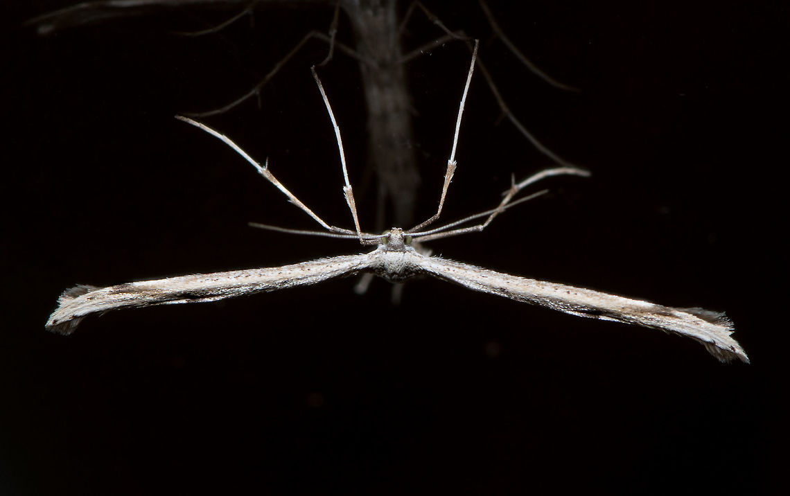 Morning Glory Moth - ghosting closeup, Heesch, Netherlands Found on our garden door, check out the ghostly reflection:<br />
<figure class="photo"><a href="https://www.jungledragon.com/image/67461/morning_glory_moth_-_ghosting_heesch_netherlands.html" title="Morning Glory Moth - ghosting, Heesch, Netherlands"><img src="https://s3.amazonaws.com/media.jungledragon.com/images/2/67461_thumb.jpg?AWSAccessKeyId=05GMT0V3GWVNE7GGM1R2&Expires=1767225610&Signature=81Wtcpnpag9F6rhrWHvLcIdFisk%3D" width="142" height="152" alt="Morning Glory Moth - ghosting, Heesch, Netherlands I hope this freaks you out, because I&#039;m certainly trying. I found this plume moth on the glass of our garden door and did not plan for this quadruple reflection. It can be explained though: main flash + 2 x ring flash units + daylight = 4 light sources. I darkened the scene to dramatize the effect a bit, and to hide how nasty the glass is when magnified.<br />
<br />
Closeup:<br />
https://www.jungledragon.com/image/67462/morning_glory_moth_-_ghosting_closeup_heesch_netherlands.html<br />
<br />
https://www.jungledragon.com/image/67463/morning_glory_moth_-_sacrifice_heesch_netherlands.html<br />
https://www.jungledragon.com/image/67464/morning_glory_moth_-_sacrifice_closeup_heesch_netherlands.html Emmelina monodactyla,Europe,Heesch,Morning glory plume moth,Netherlands,World" /></a></figure><br />
<figure class="photo"><a href="https://www.jungledragon.com/image/67463/morning_glory_moth_-_sacrifice_heesch_netherlands.html" title="Morning Glory Moth - sacrifice, Heesch, Netherlands"><img src="https://s3.amazonaws.com/media.jungledragon.com/images/2/67463_thumb.jpg?AWSAccessKeyId=05GMT0V3GWVNE7GGM1R2&Expires=1767225610&Signature=srZsSsUuq2MkyxZ2gns8Di6VJn0%3D" width="200" height="164" alt="Morning Glory Moth - sacrifice, Heesch, Netherlands Found on the glas door towards our garden. Clearly this moth has died for your sins. Luckily it has the ability to resurrect:<br />
https://www.jungledragon.com/image/67461/morning_glory_moth_-_ghosting_heesch_netherlands.html<br />
https://www.jungledragon.com/image/67464/morning_glory_moth_-_sacrifice_closeup_heesch_netherlands.html Emmelina monodactyla,Europe,Heesch,Morning glory plume moth,Netherlands,World" /></a></figure><br />
<figure class="photo"><a href="https://www.jungledragon.com/image/67464/morning_glory_moth_-_sacrifice_closeup_heesch_netherlands.html" title="Morning Glory Moth - sacrifice closeup, Heesch, Netherlands"><img src="https://s3.amazonaws.com/media.jungledragon.com/images/2/67464_thumb.jpg?AWSAccessKeyId=05GMT0V3GWVNE7GGM1R2&Expires=1767225610&Signature=2YNCGzQSmL%2FoY8zNA%2BJM4x0qwv8%3D" width="200" height="200" alt="Morning Glory Moth - sacrifice closeup, Heesch, Netherlands Found on the glas door towards our garden. Clearly this moth has died for your sins. Luckily it has the ability to resurrect:<br />
https://www.jungledragon.com/image/67461/morning_glory_moth_-_ghosting_heesch_netherlands.html<br />
https://www.jungledragon.com/image/67463/morning_glory_moth_-_sacrifice_heesch_netherlands.html Emmelina monodactyla,Europe,Heesch,Morning glory plume moth,Netherlands,World" /></a></figure> Emmelina monodactyla,Europe,Heesch,Morning glory plume moth,Netherlands,World