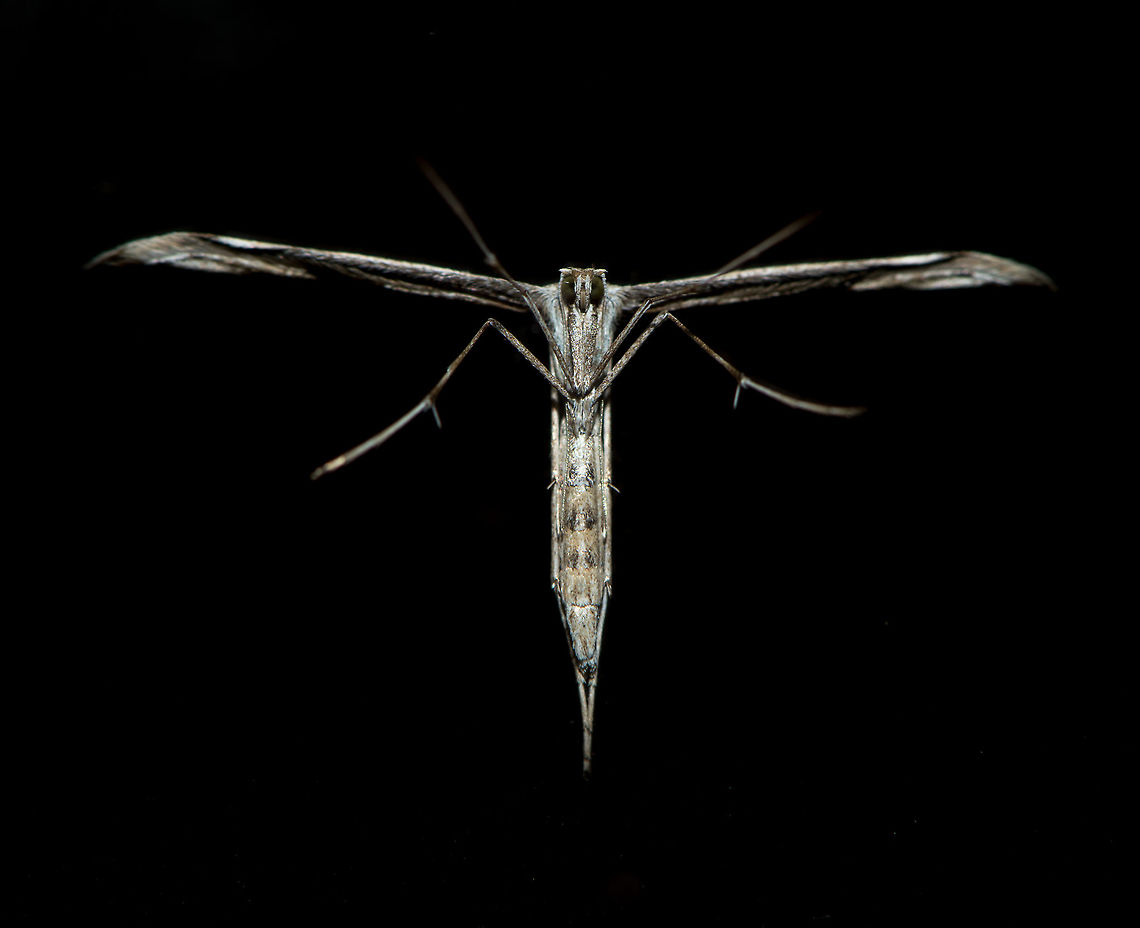 Morning Glory Moth - sacrifice, Heesch, Netherlands Found on the glas door towards our garden. Clearly this moth has died for your sins. Luckily it has the ability to resurrect:<br />
<figure class="photo"><a href="https://www.jungledragon.com/image/67461/morning_glory_moth_-_ghosting_heesch_netherlands.html" title="Morning Glory Moth - ghosting, Heesch, Netherlands"><img src="https://s3.amazonaws.com/media.jungledragon.com/images/2/67461_thumb.jpg?AWSAccessKeyId=05GMT0V3GWVNE7GGM1R2&Expires=1759968010&Signature=RvpIKVqa8pwrKVFvZXGakggSKfo%3D" width="142" height="152" alt="Morning Glory Moth - ghosting, Heesch, Netherlands I hope this freaks you out, because I&#039;m certainly trying. I found this plume moth on the glass of our garden door and did not plan for this quadruple reflection. It can be explained though: main flash + 2 x ring flash units + daylight = 4 light sources. I darkened the scene to dramatize the effect a bit, and to hide how nasty the glass is when magnified.<br />
<br />
Closeup:<br />
https://www.jungledragon.com/image/67462/morning_glory_moth_-_ghosting_closeup_heesch_netherlands.html<br />
<br />
https://www.jungledragon.com/image/67463/morning_glory_moth_-_sacrifice_heesch_netherlands.html<br />
https://www.jungledragon.com/image/67464/morning_glory_moth_-_sacrifice_closeup_heesch_netherlands.html Emmelina monodactyla,Europe,Heesch,Morning glory plume moth,Netherlands,World" /></a></figure><br />
<figure class="photo"><a href="https://www.jungledragon.com/image/67464/morning_glory_moth_-_sacrifice_closeup_heesch_netherlands.html" title="Morning Glory Moth - sacrifice closeup, Heesch, Netherlands"><img src="https://s3.amazonaws.com/media.jungledragon.com/images/2/67464_thumb.jpg?AWSAccessKeyId=05GMT0V3GWVNE7GGM1R2&Expires=1759968010&Signature=tjRdyBV8NEes2AyNM5UPmzdQ2uA%3D" width="200" height="200" alt="Morning Glory Moth - sacrifice closeup, Heesch, Netherlands Found on the glas door towards our garden. Clearly this moth has died for your sins. Luckily it has the ability to resurrect:<br />
https://www.jungledragon.com/image/67461/morning_glory_moth_-_ghosting_heesch_netherlands.html<br />
https://www.jungledragon.com/image/67463/morning_glory_moth_-_sacrifice_heesch_netherlands.html Emmelina monodactyla,Europe,Heesch,Morning glory plume moth,Netherlands,World" /></a></figure> Emmelina monodactyla,Europe,Heesch,Morning glory plume moth,Netherlands,World