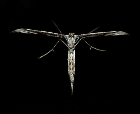 Morning Glory Moth - sacrifice, Heesch, Netherlands Found on the glas door towards our garden. Clearly this moth has died for your sins. Luckily it has the ability to resurrect:
https://www.jungledragon.com/image/67461/morning_glory_moth_-_ghosting_heesch_netherlands.html
https://www.jungledragon.com/image/67464/morning_glory_moth_-_sacrifice_closeup_heesch_netherlands.html Emmelina monodactyla,Europe,Heesch,Morning glory plume moth,Netherlands,World