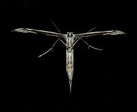 Morning Glory Moth - sacrifice, Heesch, Netherlands Found on the glas door towards our garden. Clearly this moth has died for your sins. Luckily it has the ability to resurrect:<br />
https://www.jungledragon.com/image/67461/morning_glory_moth_-_ghosting_heesch_netherlands.html<br />
https://www.jungledragon.com/image/67464/morning_glory_moth_-_sacrifice_closeup_heesch_netherlands.html Emmelina monodactyla,Europe,Heesch,Morning glory plume moth,Netherlands,World