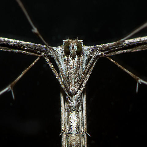 Morning Glory Moth - sacrifice closeup, Heesch, Netherlands Found on the glas door towards our garden. Clearly this moth has died for your sins. Luckily it has the ability to resurrect:
https://www.jungledragon.com/image/67461/morning_glory_moth_-_ghosting_heesch_netherlands.html
https://www.jungledragon.com/image/67463/morning_glory_moth_-_sacrifice_heesch_netherlands.html Emmelina monodactyla,Europe,Heesch,Morning glory plume moth,Netherlands,World