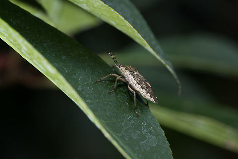 Mottled Shieldbug - side view, Heesch, Netherlands Found in our garden about a month ago. It has pretty pale colors compared to how I normally find this species
https://www.jungledragon.com/image/67515/sloe_bug_-_top_view_heesch_netherlands.html
Edit (Arp): This was referring to Dolycoris baccarum Europe,Heesch,Mottled Shieldbug,Netherlands,Rhaphigaster nebulosa,World