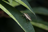 Mottled Shieldbug - side view, Heesch, Netherlands Found in our garden about a month ago. It has pretty pale colors compared to how I normally find this species<br />
https://www.jungledragon.com/image/67515/sloe_bug_-_top_view_heesch_netherlands.html<br />
Edit (Arp): This was referring to Dolycoris baccarum Europe,Heesch,Mottled Shieldbug,Netherlands,Rhaphigaster nebulosa,World