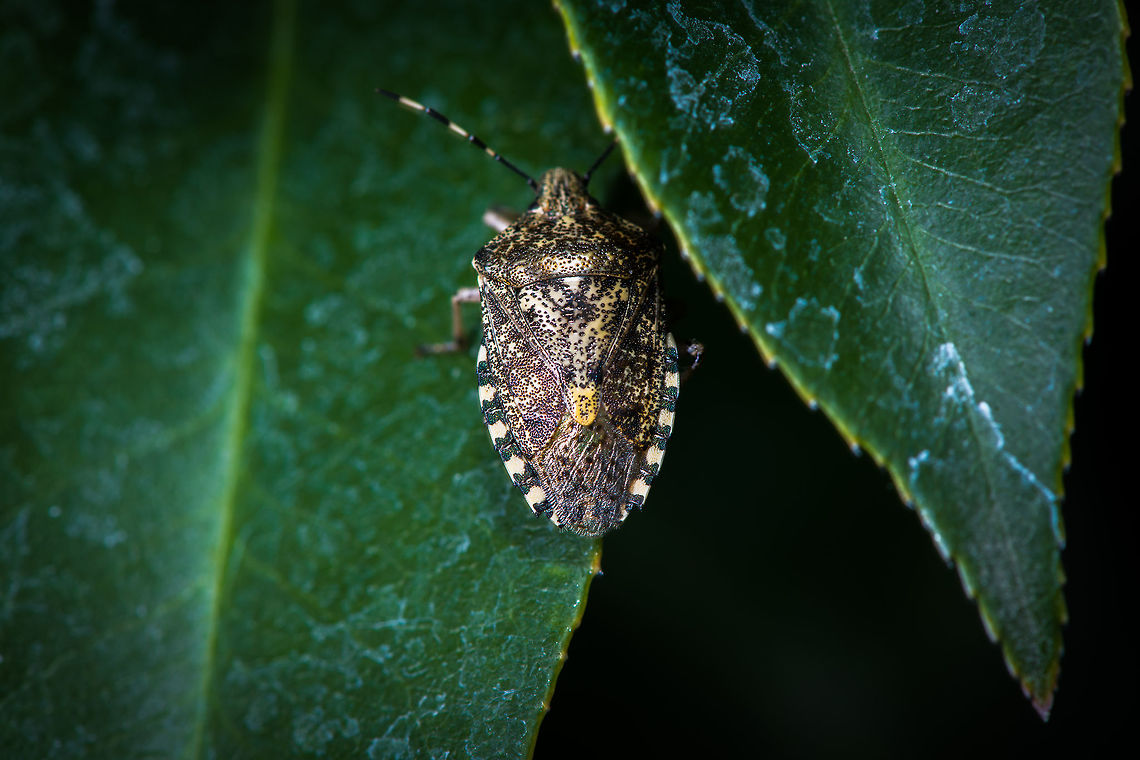 Mottled Shieldbug - top view, Heesch, Netherlands Found in our garden about a month ago. It has pretty pale colors compared to how I normally find this species. <br />
<figure class="photo"><a href="https://www.jungledragon.com/image/67513/mottled_shieldbug_-_side_view_heesch_netherlands.html" title="Mottled Shieldbug - side view, Heesch, Netherlands"><img src="https://s3.amazonaws.com/media.jungledragon.com/images/2/67513_thumb.jpg?AWSAccessKeyId=05GMT0V3GWVNE7GGM1R2&Expires=1767225610&Signature=98jscA7N2lcoc2l9Da%2BUdYOueHk%3D" width="200" height="134" alt="Mottled Shieldbug - side view, Heesch, Netherlands Found in our garden about a month ago. It has pretty pale colors compared to how I normally find this species<br />
https://www.jungledragon.com/image/67515/sloe_bug_-_top_view_heesch_netherlands.html<br />
Edit (Arp): This was referring to Dolycoris baccarum Europe,Heesch,Mottled Shieldbug,Netherlands,Rhaphigaster nebulosa,World" /></a></figure><br />
Edit (Arp): This was referring to Dolycoris baccarum Europe,Heesch,Mottled Shieldbug,Netherlands,Rhaphigaster nebulosa,World