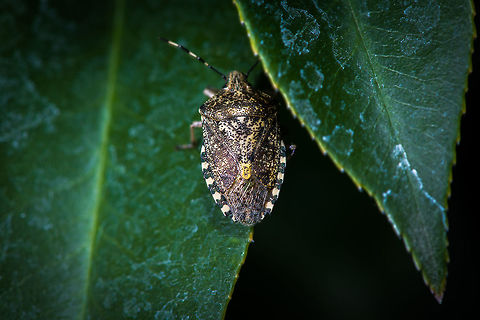 Mottled Shieldbug - top view, Heesch, Netherlands Found in our garden about a month ago. It has pretty pale colors compared to how I normally find this species. 
https://www.jungledragon.com/image/67513/slow_bug_-_side_view_heesch_netherlands.html
Edit (Arp): This was referring to Dolycoris baccarum Europe,Heesch,Mottled Shieldbug,Netherlands,Rhaphigaster nebulosa,World