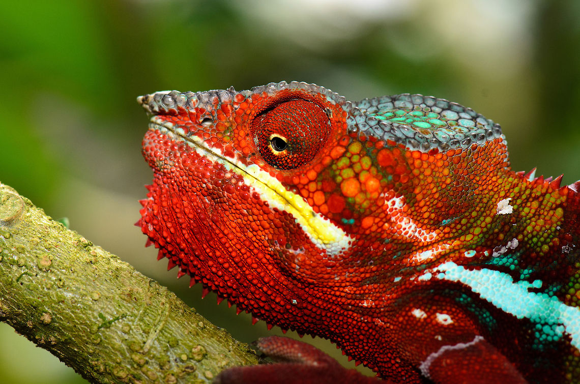 Red Male Panther Chameleon in Madagascar  Furcifer pardalis,Geotagged,Madagascar,Panther chameleon,Pyreras Reserve