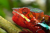 Red Male Panther Chameleon in Madagascar  Furcifer pardalis,Geotagged,Madagascar,Panther chameleon,Pyreras Reserve