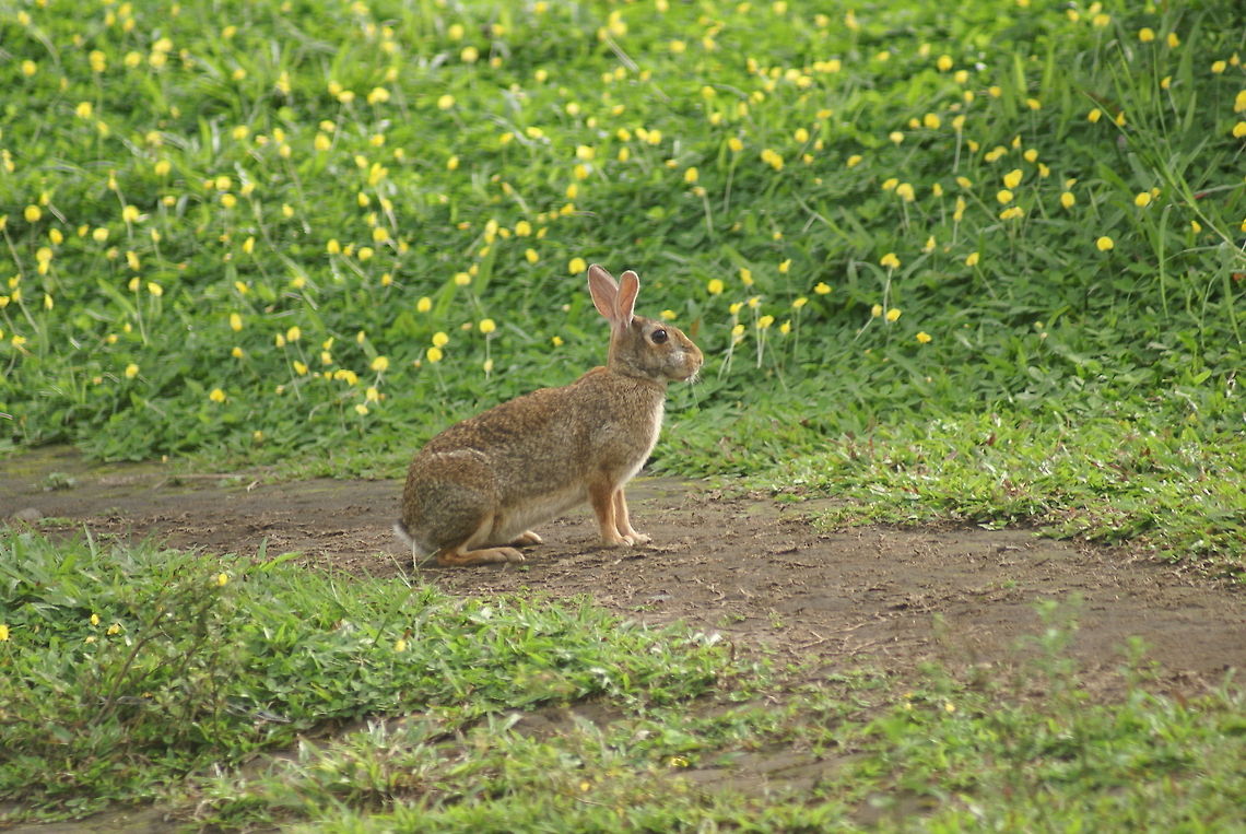 Eastern Cottonrail Rabbit An Eastern Cottonrail Rabbit is enticed by the abundance of food in Costa Rica, yet works his radar ears to scout for danger. Costa Rica,Eastern Cottonrail Rabbit,Eastern cottontail,Mammals,Rabbit,Sylvilagus floridanus