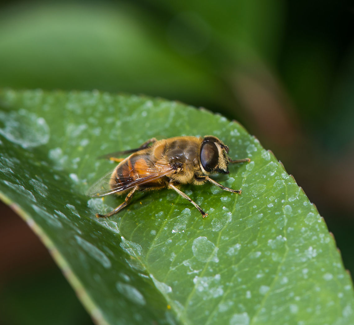 Drone Fly, Heesch, the Netherlands Presumed species. Found in our garden. It was very sluggish, probably near the end of its life. <br />
In dutch it is named the &quot;Blind Bee&quot;. It&#039;s neither a bee nor is it blind. <br />
<figure class="photo"><a href="https://www.jungledragon.com/image/67644/drone_fly_-_closeup_heesch_the_netherlands.html" title="Drone Fly - closeup, Heesch, the Netherlands"><img src="https://s3.amazonaws.com/media.jungledragon.com/images/2/67644_thumb.jpg?AWSAccessKeyId=05GMT0V3GWVNE7GGM1R2&Expires=1767225610&Signature=7ka%2FZe%2FBLGljQEMfbC1ZxPlgCuY%3D" width="140" height="152" alt="Drone Fly - closeup, Heesch, the Netherlands Presumed species. Found in our garden. It was very sluggish, probably near the end of its life. <br />
In dutch it is named the &quot;Blind Bee&quot;. It&#039;s neither a bee nor is it blind. <br />
https://www.jungledragon.com/image/67643/drone_fly_heesch_the_netherlands.html<br />
https://www.jungledragon.com/image/67645/drone_fly_-_face_heesch_the_netherlands.html<br />
With this post I&#039;m at the end of my photo stock, I simply have nothing left :) Eristalis tenax,Europe,Heesch,Netherlands,World" /></a></figure><br />
<figure class="photo"><a href="https://www.jungledragon.com/image/67645/drone_fly_-_face_heesch_the_netherlands.html" title="Drone Fly - face, Heesch, the Netherlands"><img src="https://s3.amazonaws.com/media.jungledragon.com/images/2/67645_thumb.jpg?AWSAccessKeyId=05GMT0V3GWVNE7GGM1R2&Expires=1767225610&Signature=k1VvUfFyucxDWSG%2BmEMvapC5T90%3D" width="200" height="174" alt="Drone Fly - face, Heesch, the Netherlands Presumed species. Found in our garden. It was very sluggish, probably near the end of its life. <br />
In dutch it is named the &quot;Blind Bee&quot;. It&#039;s neither a bee nor is it blind. <br />
https://www.jungledragon.com/image/67643/drone_fly_heesch_the_netherlands.html<br />
https://www.jungledragon.com/image/67644/drone_fly_-_closeup_heesch_the_netherlands.html<br />
With this post I&#039;m at the end of my photo stock, I simply have nothing left :) Eristalis tenax,Europe,Heesch,Netherlands,World" /></a></figure><br />
With this post I&#039;m at the end of my photo stock, I simply have nothing left :) Eristalis tenax,Europe,Heesch,Netherlands,World