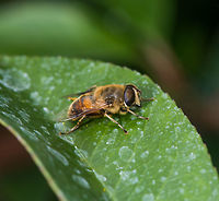 Drone Fly, Heesch, the Netherlands Presumed species. Found in our garden. It was very sluggish, probably near the end of its life. <br />
In dutch it is named the "Blind Bee". It's neither a bee nor is it blind. <br />
https://www.jungledragon.com/image/67644/drone_fly_-_closeup_heesch_the_netherlands.html<br />
https://www.jungledragon.com/image/67645/drone_fly_-_face_heesch_the_netherlands.html<br />
With this post I'm at the end of my photo stock, I simply have nothing left :) Eristalis tenax,Europe,Heesch,Netherlands,World