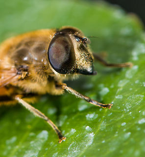 Drone Fly - closeup, Heesch, the Netherlands Presumed species. Found in our garden. It was very sluggish, probably near the end of its life. 
In dutch it is named the "Blind Bee". It's neither a bee nor is it blind. 
https://www.jungledragon.com/image/67643/drone_fly_heesch_the_netherlands.html
https://www.jungledragon.com/image/67645/drone_fly_-_face_heesch_the_netherlands.html
With this post I'm at the end of my photo stock, I simply have nothing left :) Eristalis tenax,Europe,Heesch,Netherlands,World