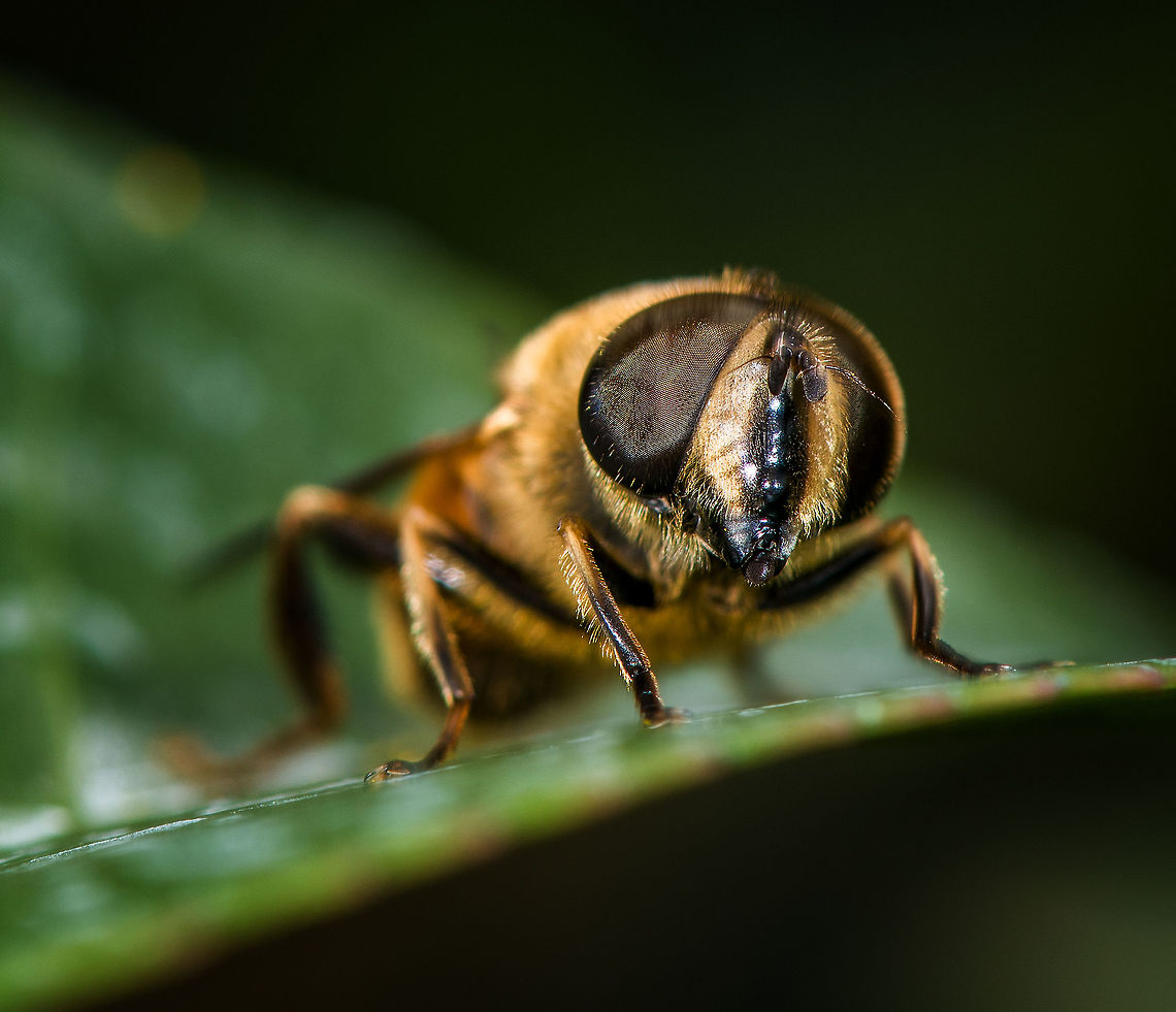 Drone Fly - face, Heesch, the Netherlands Presumed species. Found in our garden. It was very sluggish, probably near the end of its life. <br />
In dutch it is named the "Blind Bee". It's neither a bee nor is it blind. <br />
<figure class="photo"><a href="https://www.jungledragon.com/image/67643/drone_fly_heesch_the_netherlands.html" title="Drone Fly, Heesch, the Netherlands"><img src="https://s3.amazonaws.com/media.jungledragon.com/images/2/67643_thumb.jpg?AWSAccessKeyId=05GMT0V3GWVNE7GGM1R2&Expires=1770854410&Signature=BejXNzYADWXwwfU4jylUVlSHIDM%3D" width="200" height="184" alt="Drone Fly, Heesch, the Netherlands Presumed species. Found in our garden. It was very sluggish, probably near the end of its life. <br />
In dutch it is named the "Blind Bee". It's neither a bee nor is it blind. <br />
https://www.jungledragon.com/image/67644/drone_fly_-_closeup_heesch_the_netherlands.html<br />
https://www.jungledragon.com/image/67645/drone_fly_-_face_heesch_the_netherlands.html<br />
With this post I'm at the end of my photo stock, I simply have nothing left :) Eristalis tenax,Europe,Heesch,Netherlands,World" /></a></figure><br />
<figure class="photo"><a href="https://www.jungledragon.com/image/67644/drone_fly_-_closeup_heesch_the_netherlands.html" title="Drone Fly - closeup, Heesch, the Netherlands"><img src="https://s3.amazonaws.com/media.jungledragon.com/images/2/67644_thumb.jpg?AWSAccessKeyId=05GMT0V3GWVNE7GGM1R2&Expires=1770854410&Signature=JAuCQkoQ9rxC3O%2F7KeHDUD1cSVU%3D" width="140" height="152" alt="Drone Fly - closeup, Heesch, the Netherlands Presumed species. Found in our garden. It was very sluggish, probably near the end of its life. <br />
In dutch it is named the "Blind Bee". It's neither a bee nor is it blind. <br />
https://www.jungledragon.com/image/67643/drone_fly_heesch_the_netherlands.html<br />
https://www.jungledragon.com/image/67645/drone_fly_-_face_heesch_the_netherlands.html<br />
With this post I'm at the end of my photo stock, I simply have nothing left :) Eristalis tenax,Europe,Heesch,Netherlands,World" /></a></figure><br />
With this post I'm at the end of my photo stock, I simply have nothing left :) Eristalis tenax,Europe,Heesch,Netherlands,World