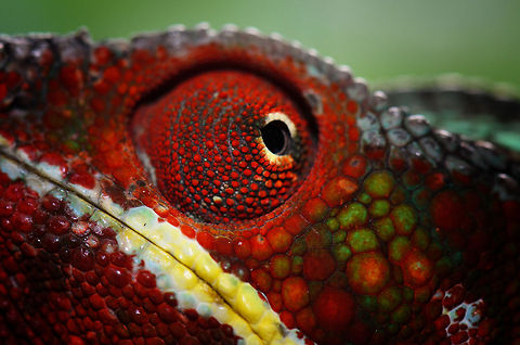 Extreme closeup of male Panther Chameleon eye, Madagascar A macro view on the turret-like eye of the male Panter chameleon. Each eyes moves independent of each other, allowing the specie a 360 degree vision and the ability to focus on two subjects at once. Their sight also includes ultra violet light and a far range of about 15-20 metres to spot even the smallest insect.  Furcifer pardalis,Geotagged,Madagascar,Panther chameleon,Pyreras Reserve