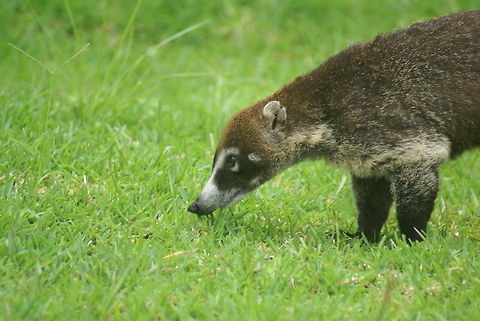 Coati sideview As cute as they look, these members of the racoon family eat everything, including tarantulas. Brazilian Aardvark,Coati,Costa Rica,Hog-nosed Coon,Nasua narica,Raccoons,White-nosed coati