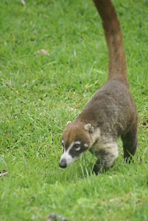 Coati long tail Coati approaching urban areas to find food from human waste. Brazilian Aardvark,Coati,Costa Rica,Hog-nosed Coon,Raccoons