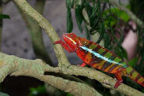 Male Panther chameleon full body shot You'd think you can identify this specie by its bright red color, but since there are many local color variations, that's not reliable. Instead, the panther-like markings and the horizontal stripes are good indicators. Furcifer pardalis,Geotagged,Madagascar,Panther chameleon,Pyreras Reserve