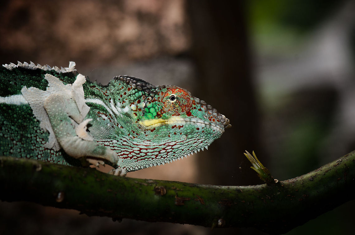 Panter Chameleon shedding skin Like many reptiles, chameleons moult their skin when they outgrow it. This male Panter Chameleon found in Madagascar still has parts of its old skin attached. Furcifer pardalis,Geotagged,Madagascar,Panther chameleon,Pyreras Reserve