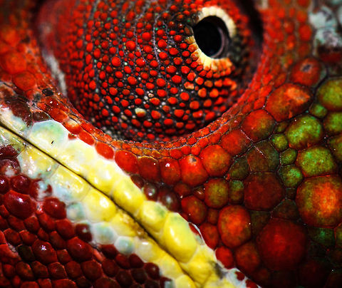 Male Panther Chameleon - ridiculously close  Furcifer pardalis,Geotagged,Madagascar,Panther chameleon,Pyreras Reserve