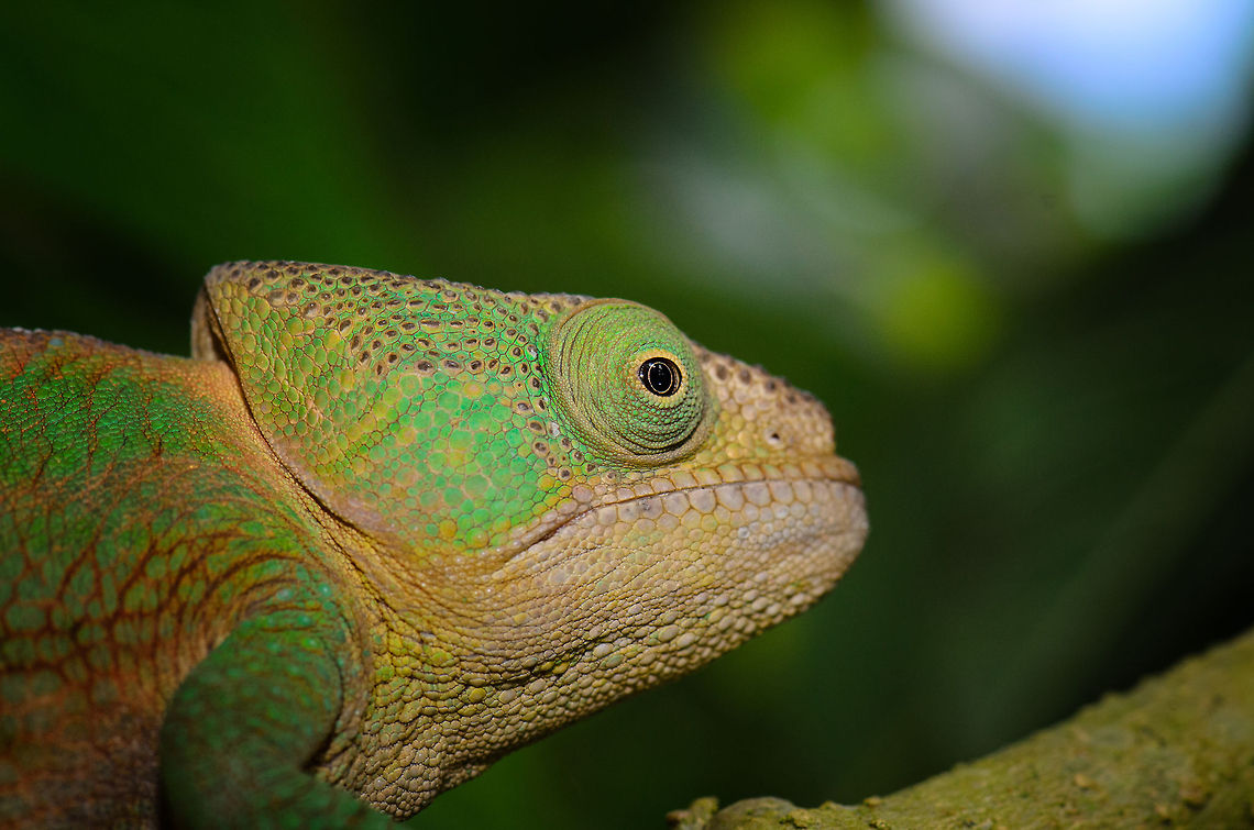 Female Parsons Chameleon in Madagascar  Calumma parsonii,Geotagged,Madagascar,Parsons chameleon,Pyreras Reserve