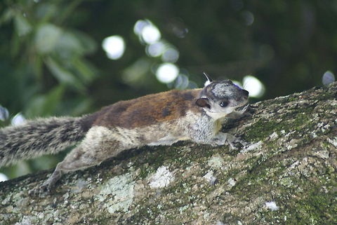 Squirrel hanging on Squirrel stretching itself to hang on to a tree in Costa Rica. Costa Rica,Sciurus variegatoides,Squirrel,Variegated squirrel